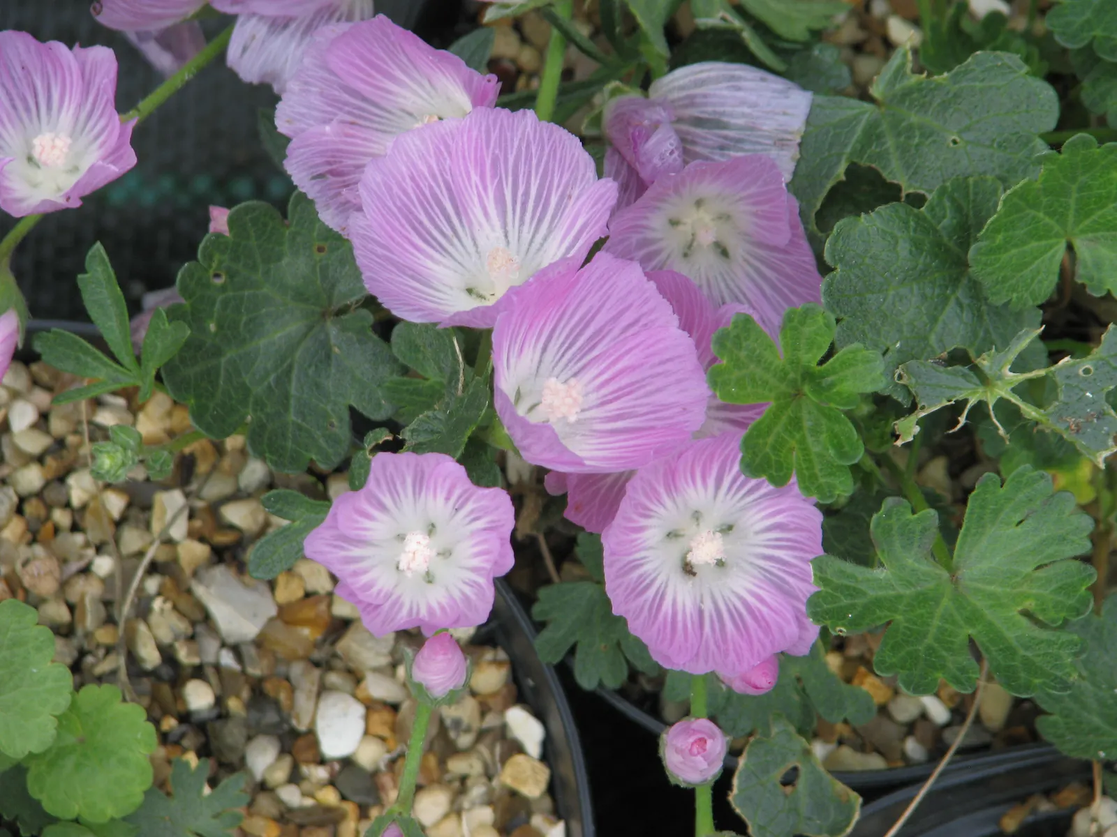 Checkermallow (Sidalcea Campestris) — This display not only adds a burst of color to your garden but also attracts a variety of pollinators, image 95