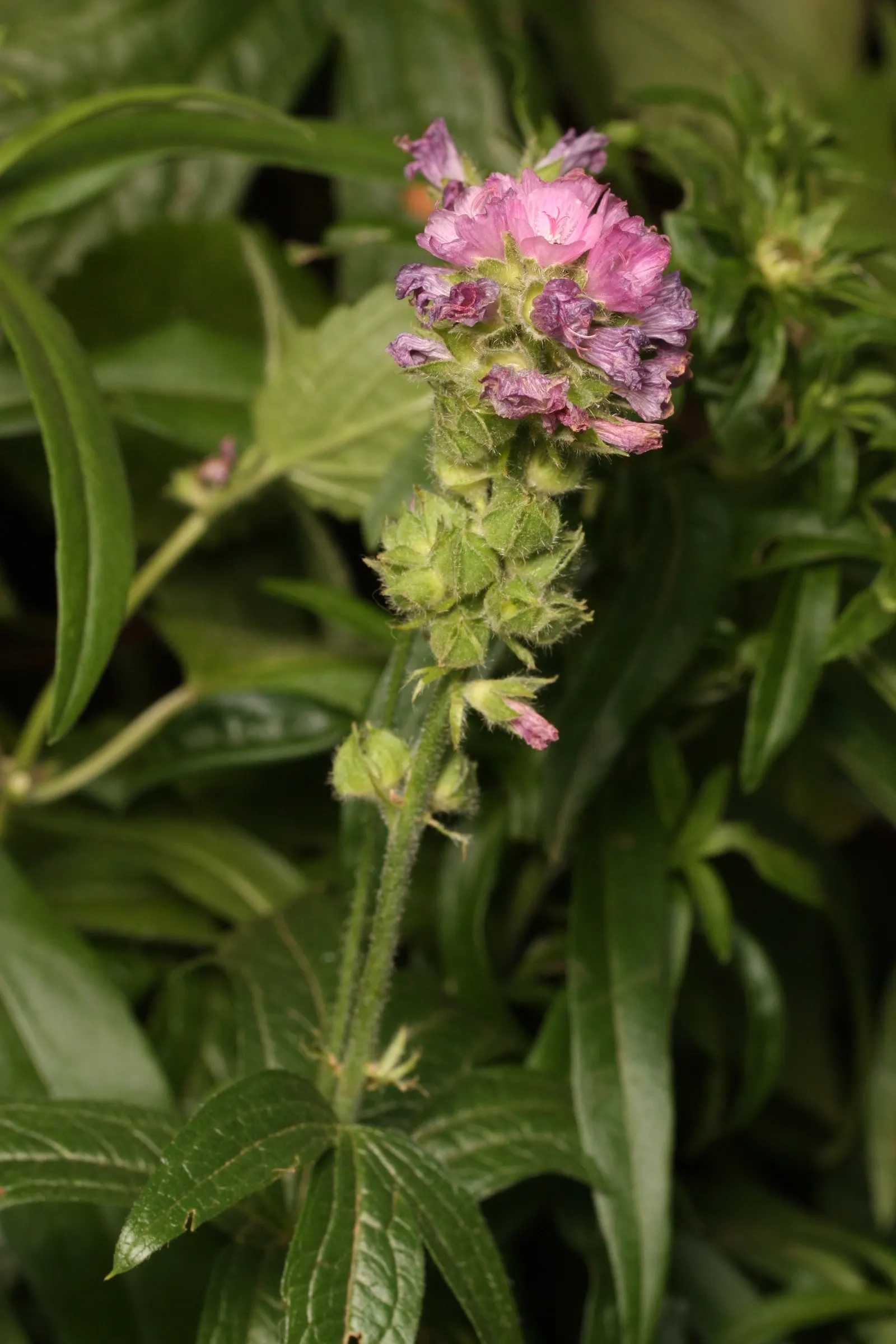 Checkermallow (Sidalcea Campestris) — Preferring full sun to part shade, it thrives in well-drained soil; pink and white flowers in the garden, image 58