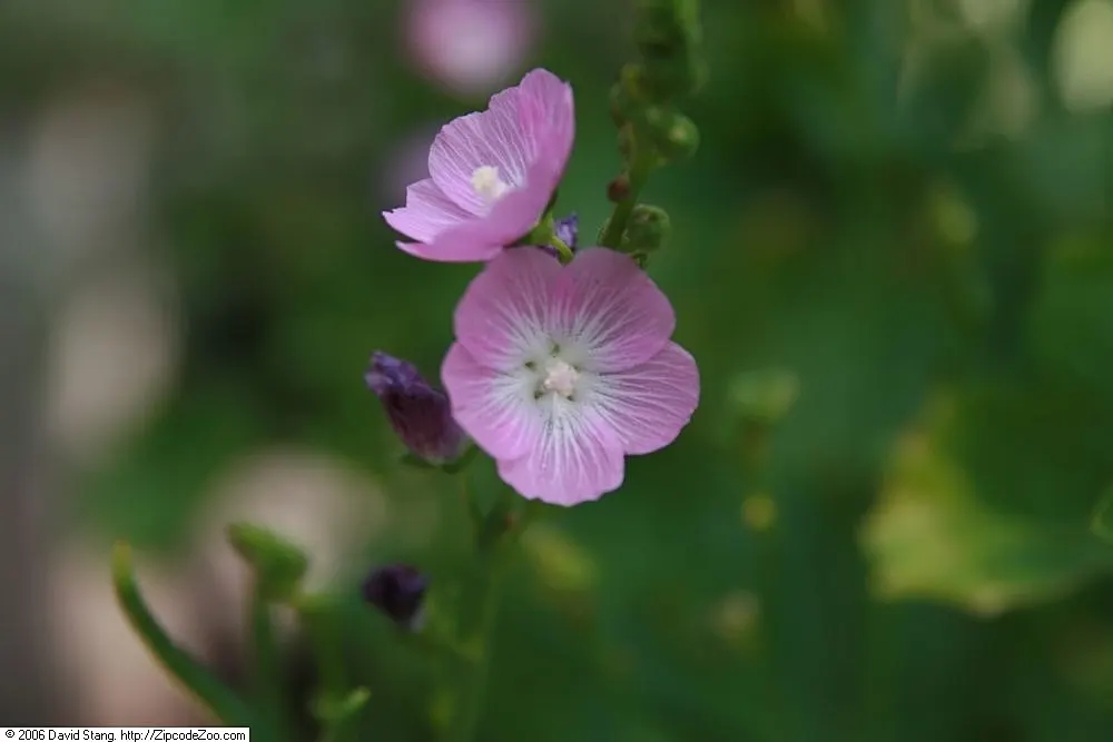 Checkermallow (Sidalcea Campestris) — Its upright form is graced by lobed leaves at the base; this North American native