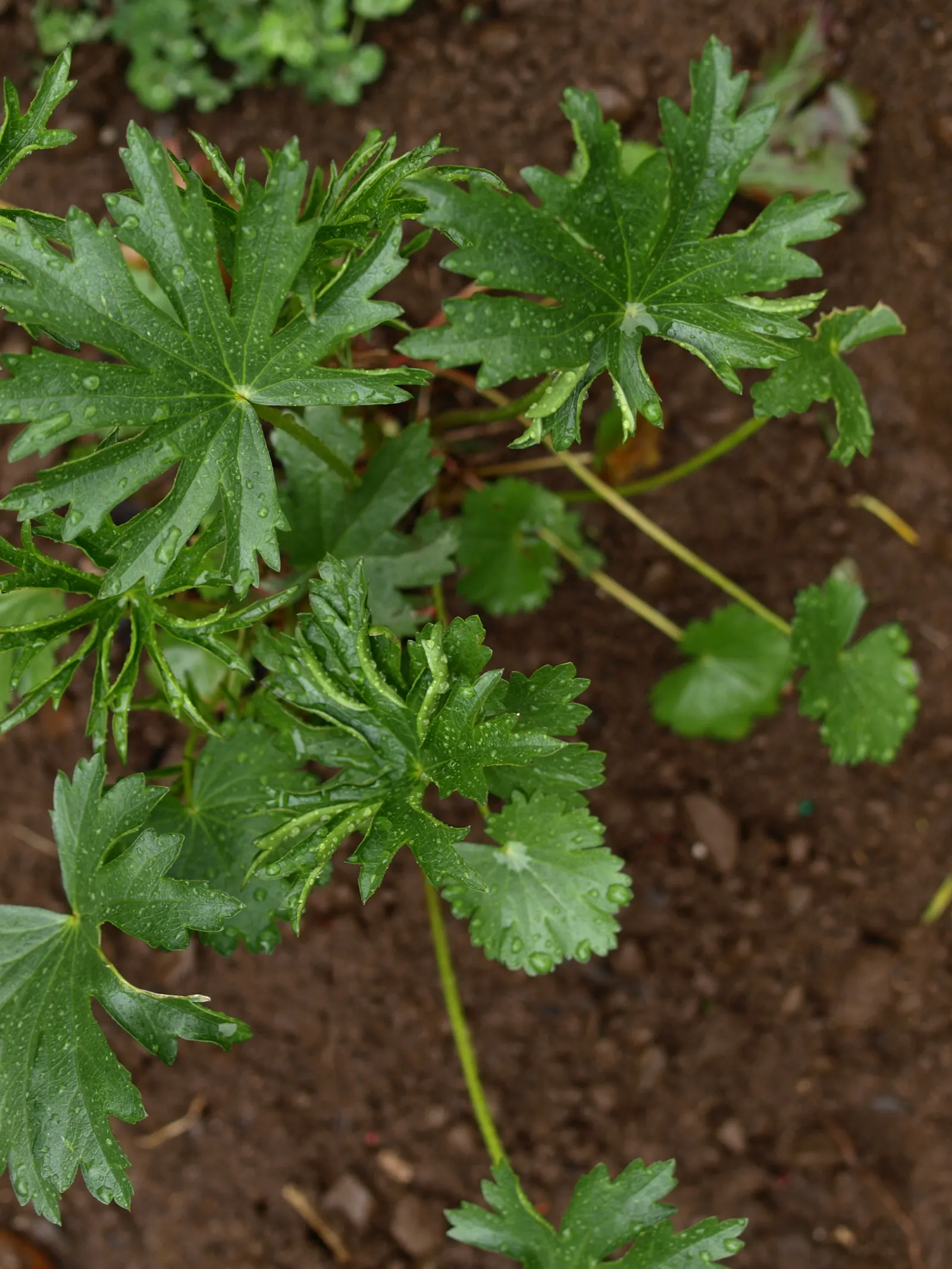 Checkermallow (Sidalcea Campestris) — Sidalcea campestris requires full sun to part shade and well-drained soil; commonly known as meadow, image 70