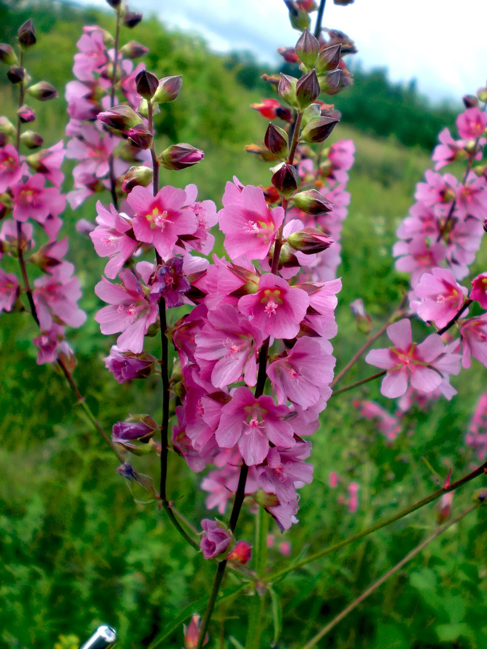 Checkermallow (Sidalcea Campestris) — hailing from the mallow family; consider mass-planting Checkermailows or using them as a border along walkways, image 88