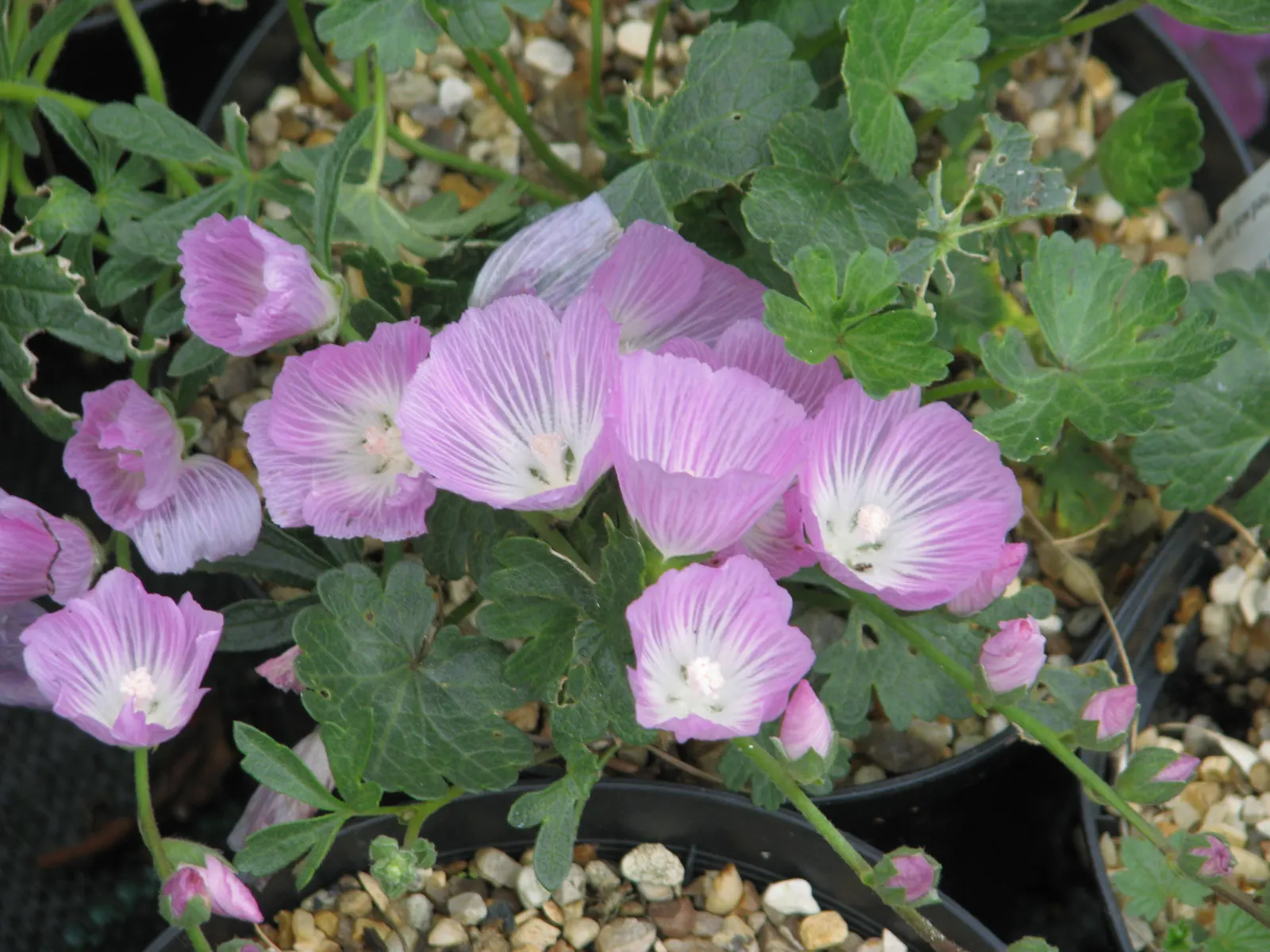 Checkermallow (Sidalcea Campestris) — the Checkermallow is a splendid addition to any landscape design, image 77