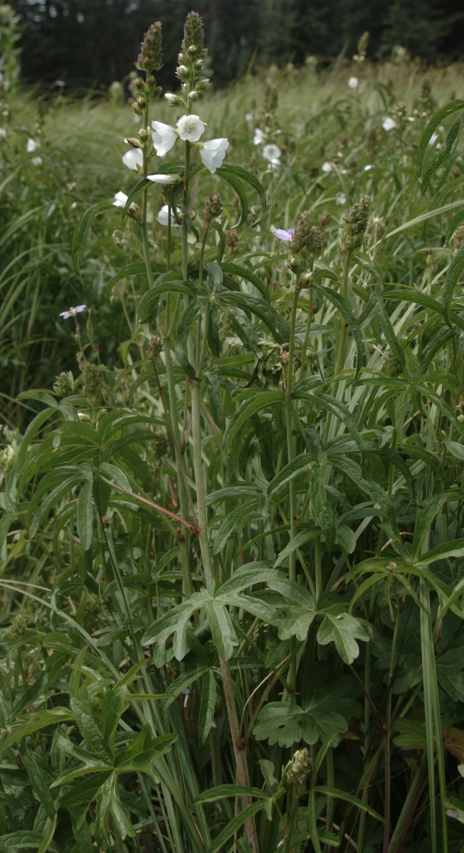 Checkermallow (Sidalcea Campestris) — which become more simplistic as they ascend the stems.<br><br>From early to mid-summer