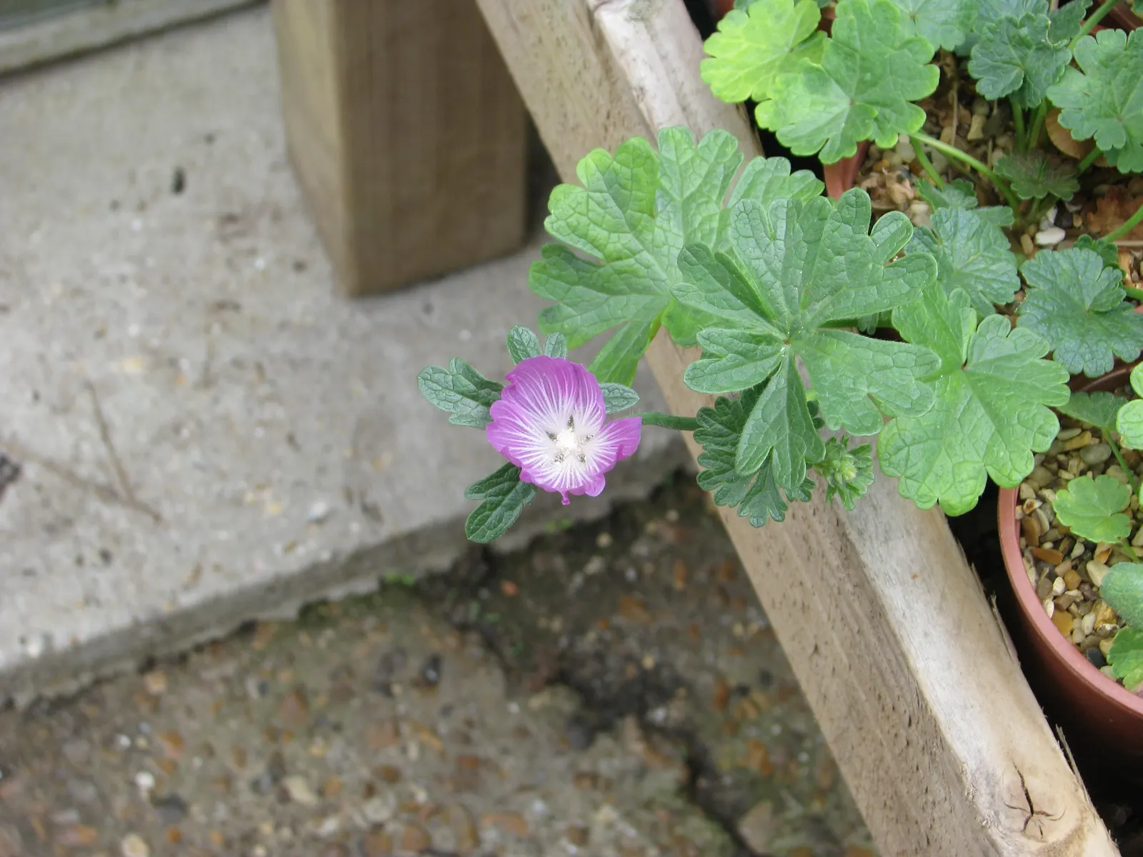Checkermallow (Sidalcea Campestris) — set against a backdrop of deep green foliage; hailing from the mallow family, image 67