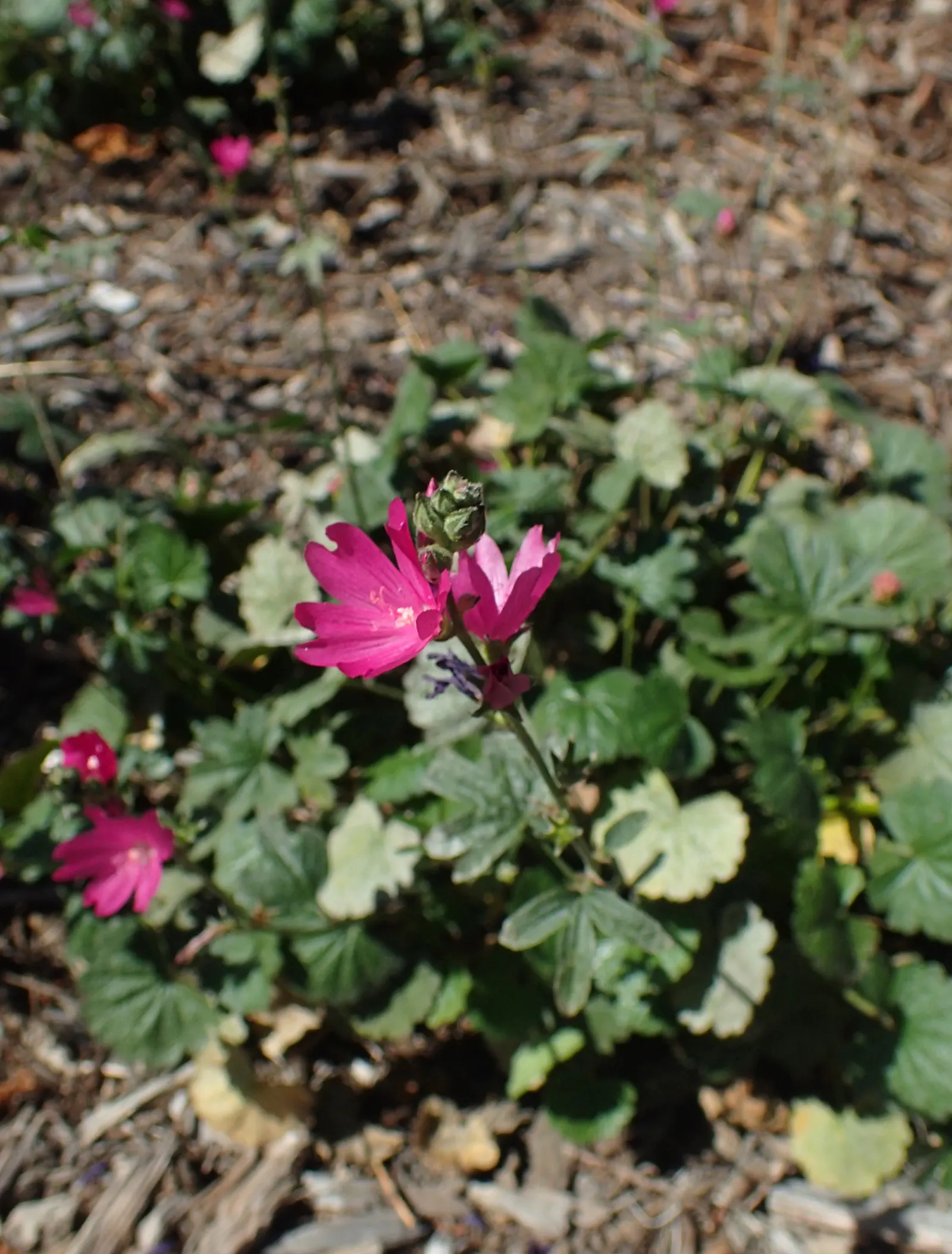 Checkermallow (Sidalcea Campestris) — pink and white flowers in the garden; which become more simplistic as they ascend the stems.<br><br>From, image 79
