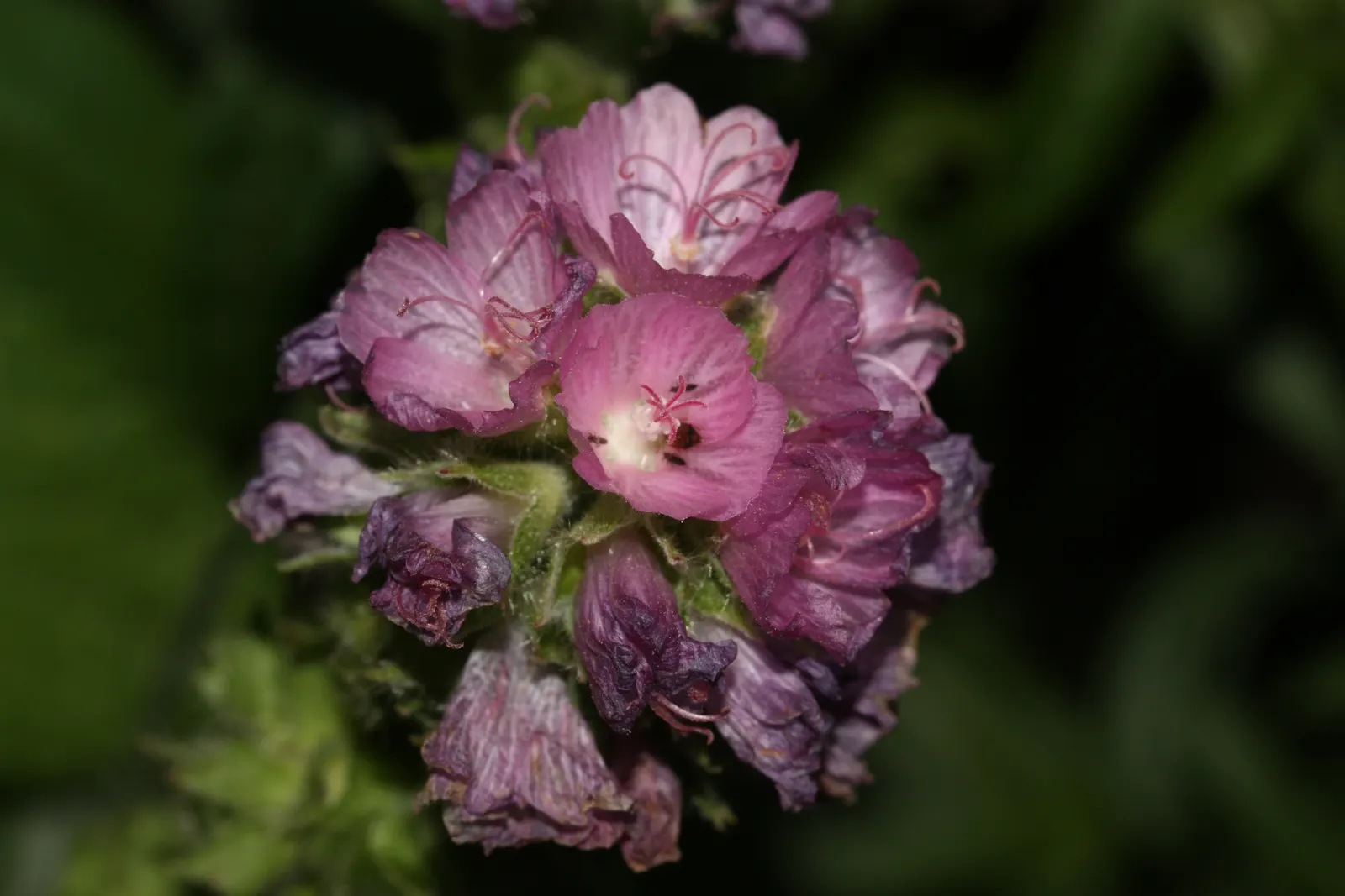 Checkermallow (Sidalcea Campestris) — showcase a palette ranging from pale pink to rich magenta; perennial for full or half, image 66