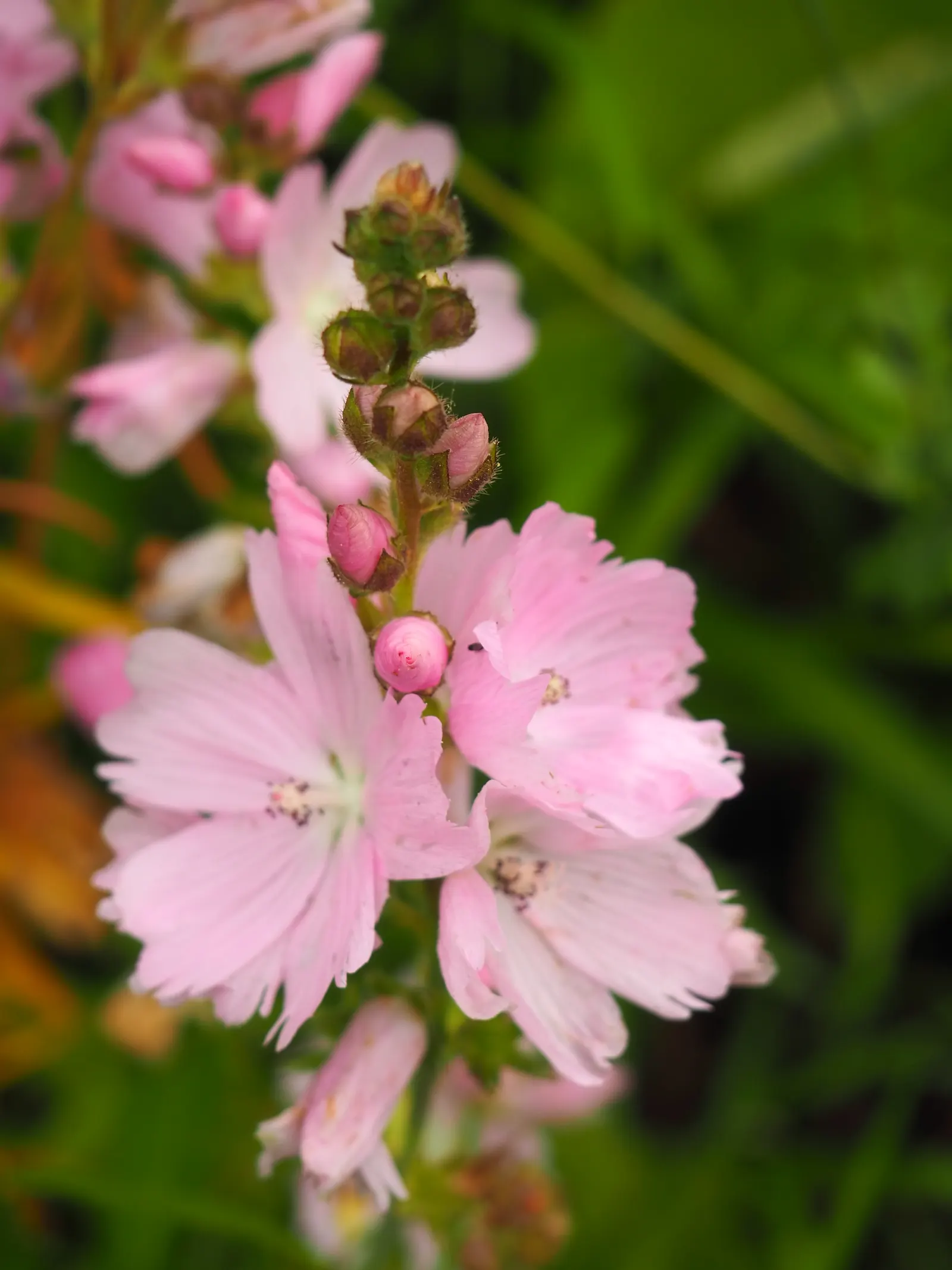 Checkermallow (Sidalcea Campestris) — commonly known as meadow checkermallow; preferring full sun to part shade, it thrives in well-drained soil