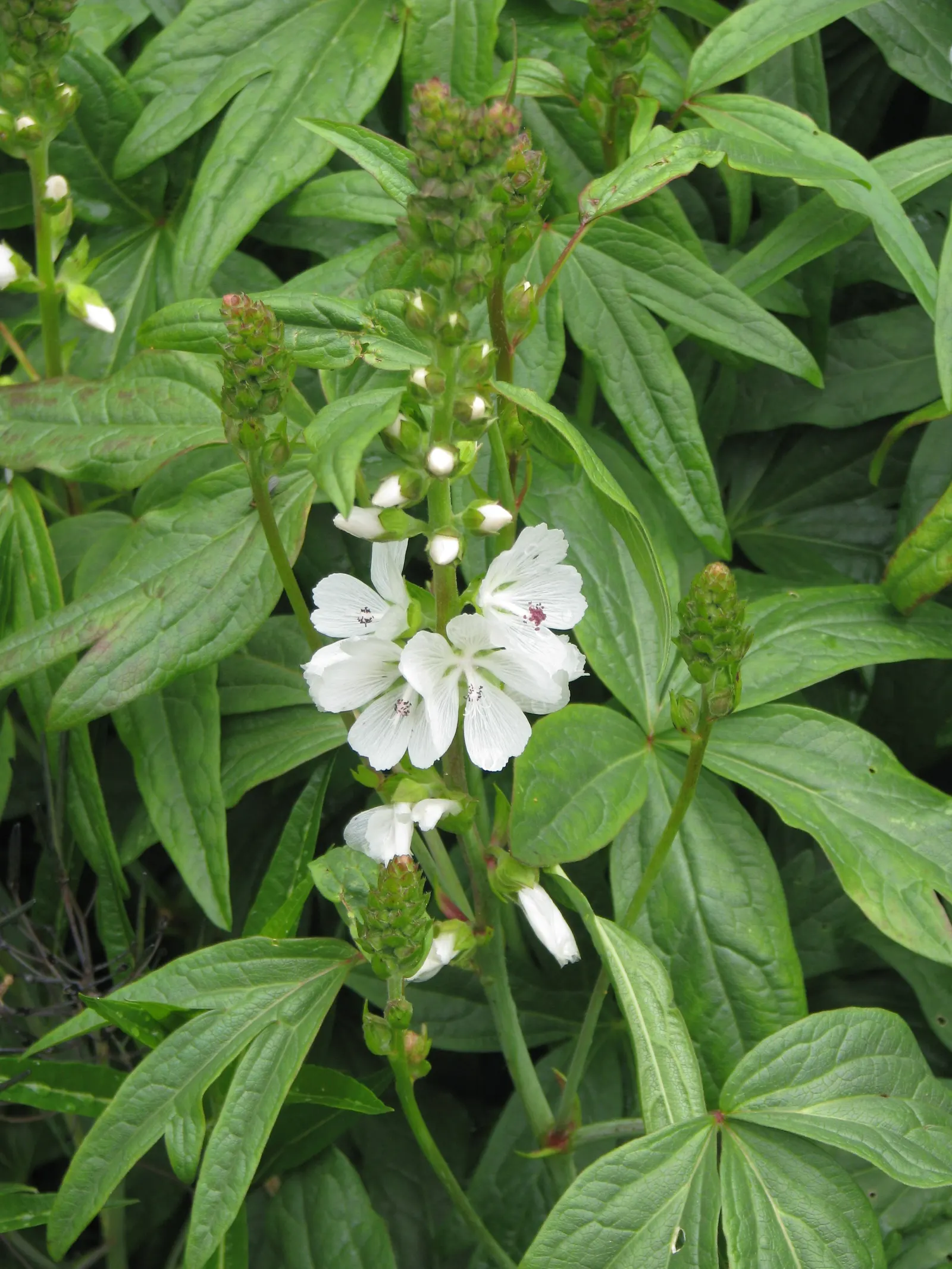 Checkermallow (Sidalcea Campestris) — making them a wise choice for clients interested in low-maintenance and water-wise gardens; including butterflies and
