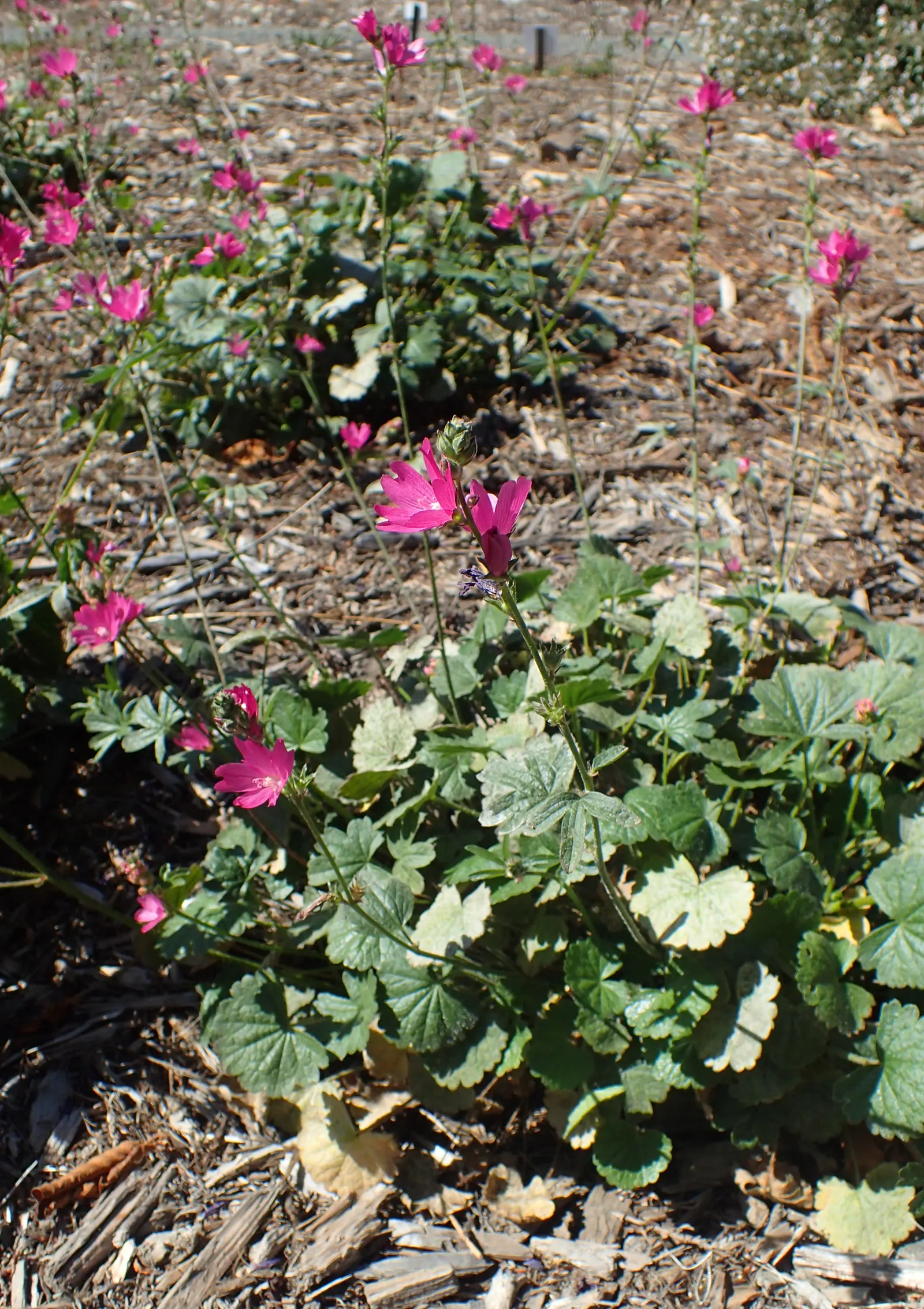 Checkermallow (Sidalcea Campestris) — is a herbaceous perennial boasting showy pink to lavender hibiscus-like flowers in summer