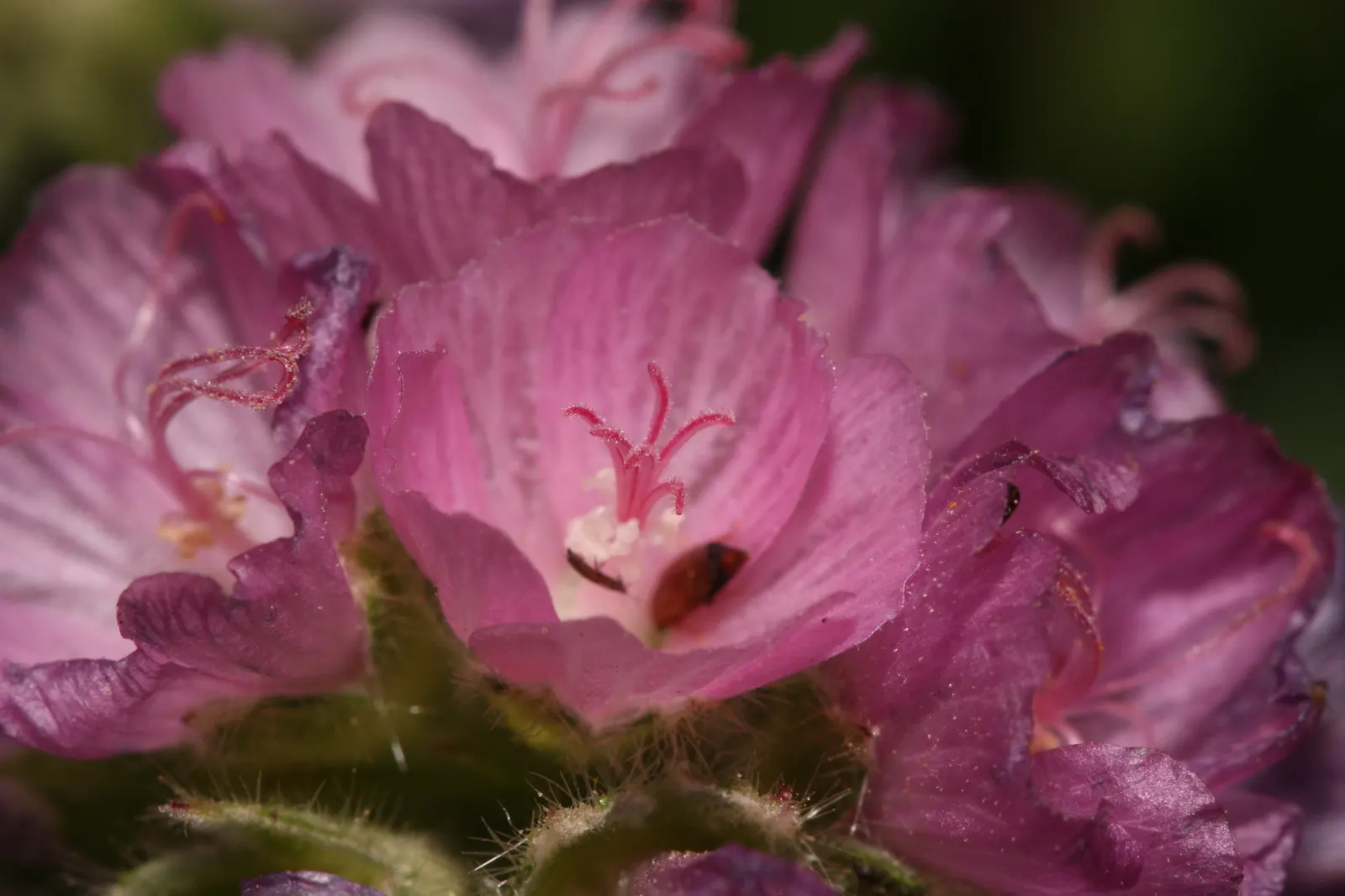 Checkermallow (Sidalcea Campestris) — including butterflies and bees.<br><br>For best growth; to encourage a more prolific second bloom, image 96