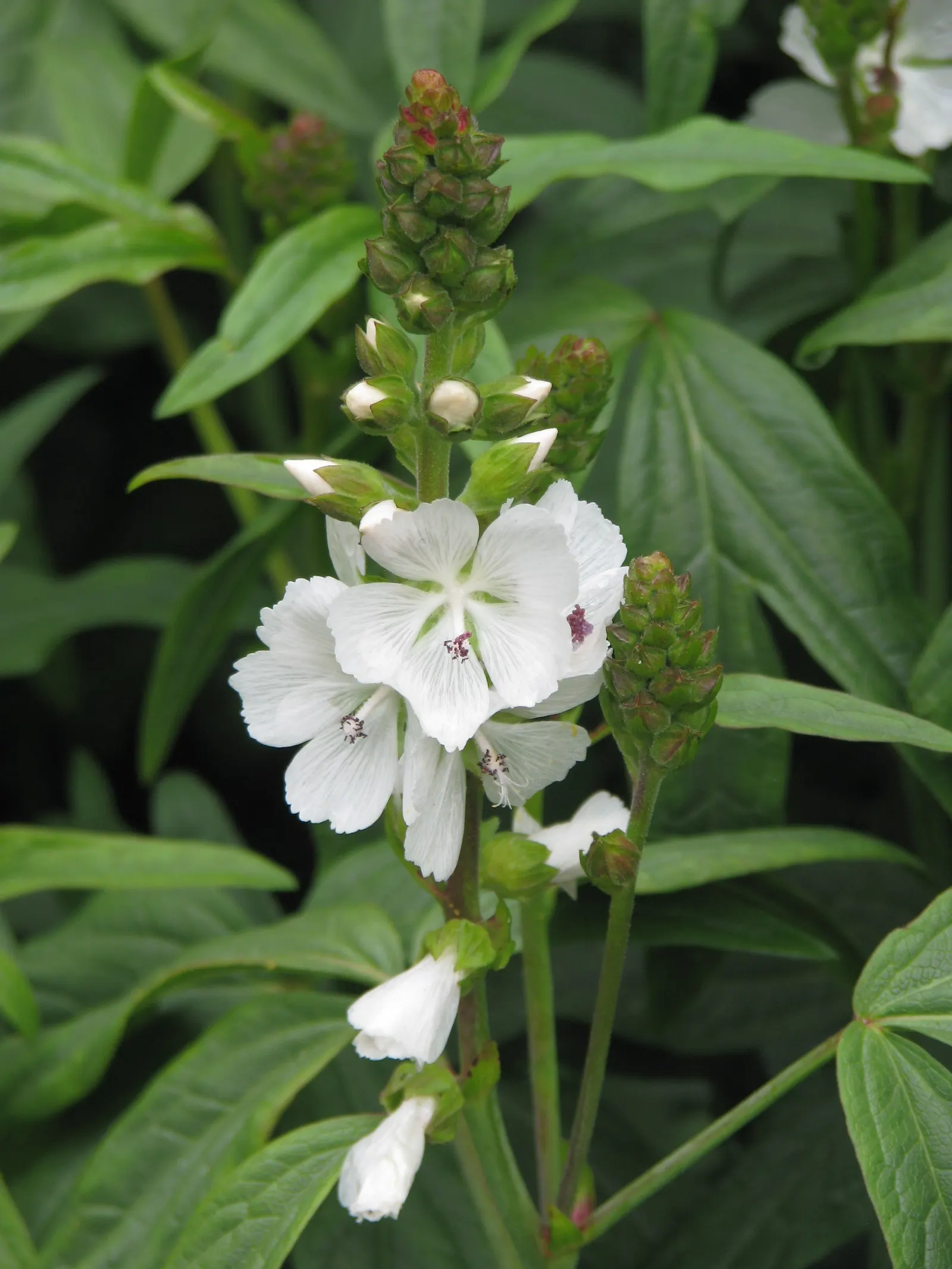 Checkermallow (Sidalcea Campestris) — withstanding winter temperatures down to -20&deg;F