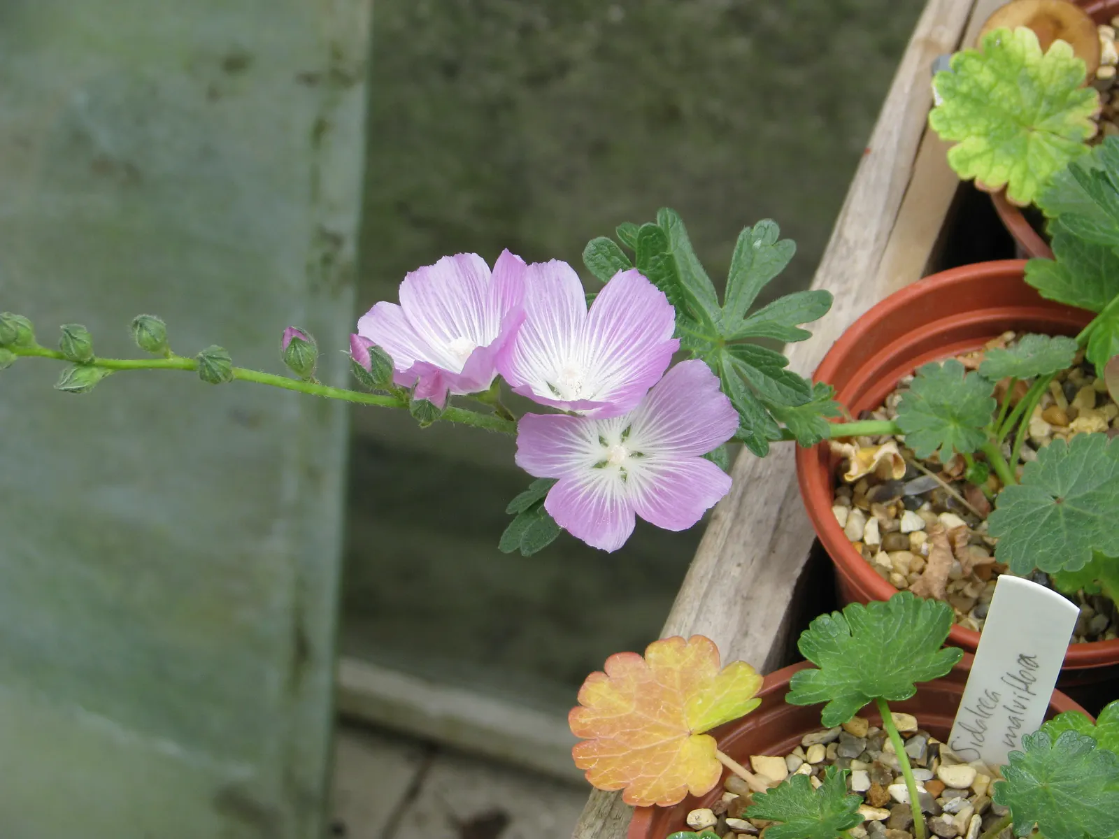 Checkermallow (Sidalcea Campestris) — which measure about 1 to 1.5 inches in diameter; withstanding winter temperatures down to -20&deg;F, image 92