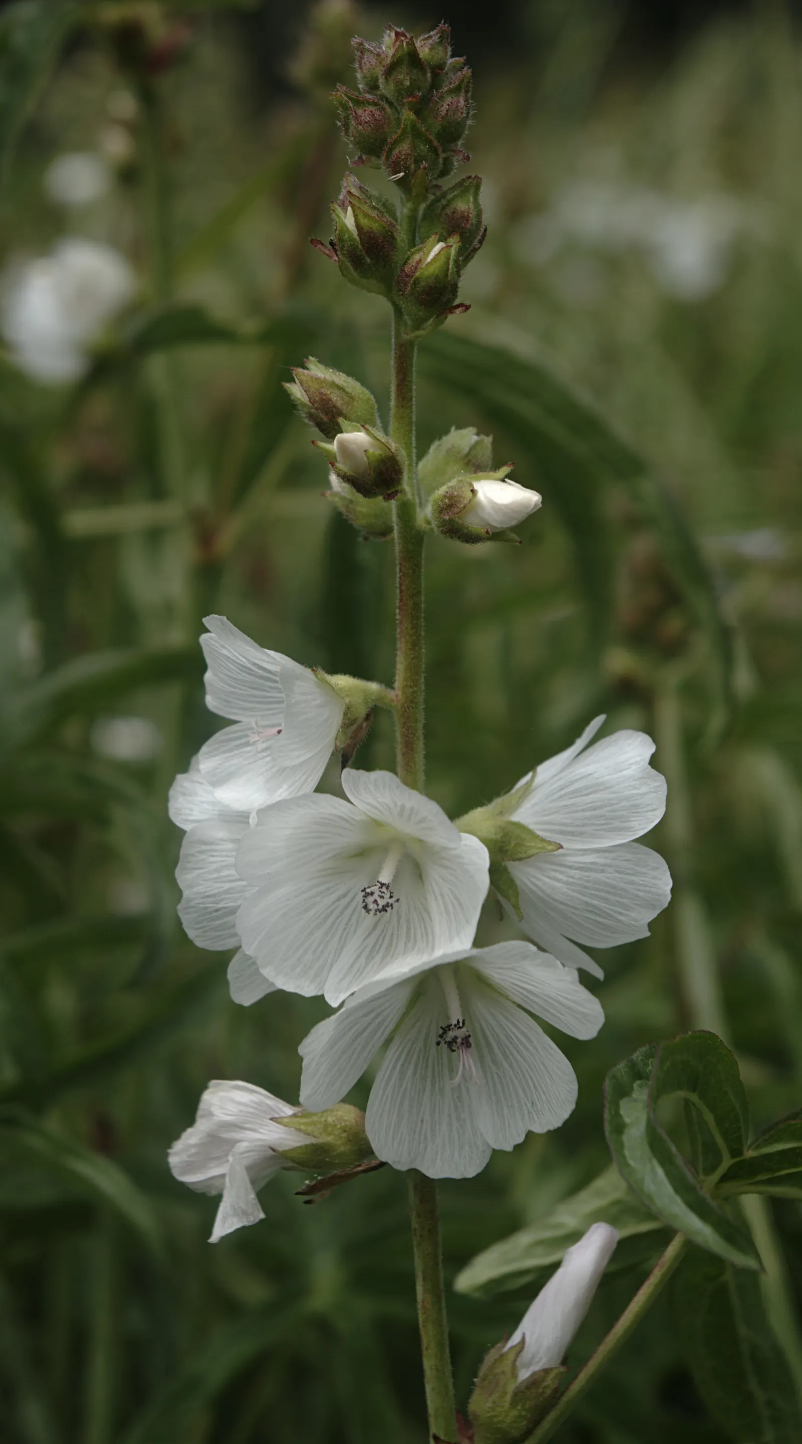 Checkermallow (Sidalcea Campestris) — which measure about 1 to 1.5 inches in diameter; withstanding winter temperatures down to -20&deg;F