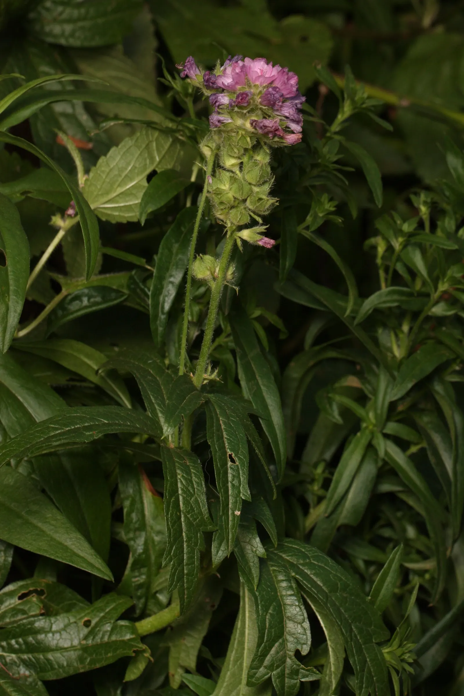 Checkermallow (Sidalcea Campestris) — which measure about 1 to 1.5 inches in diameter; withstanding winter temperatures down to -20&deg;F, image 65