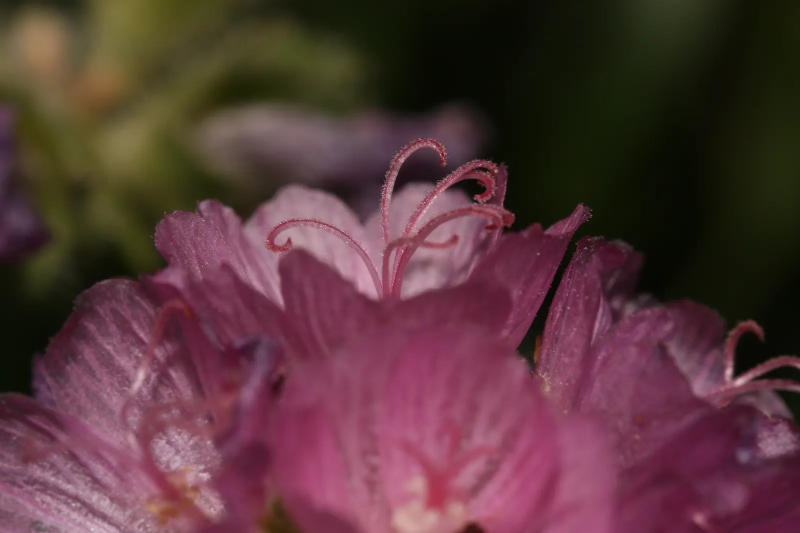 Checkermallow (Sidalcea Campestris) — To encourage a more prolific second bloom, deadheading the initial flowers may be beneficial; its upright form is graced
