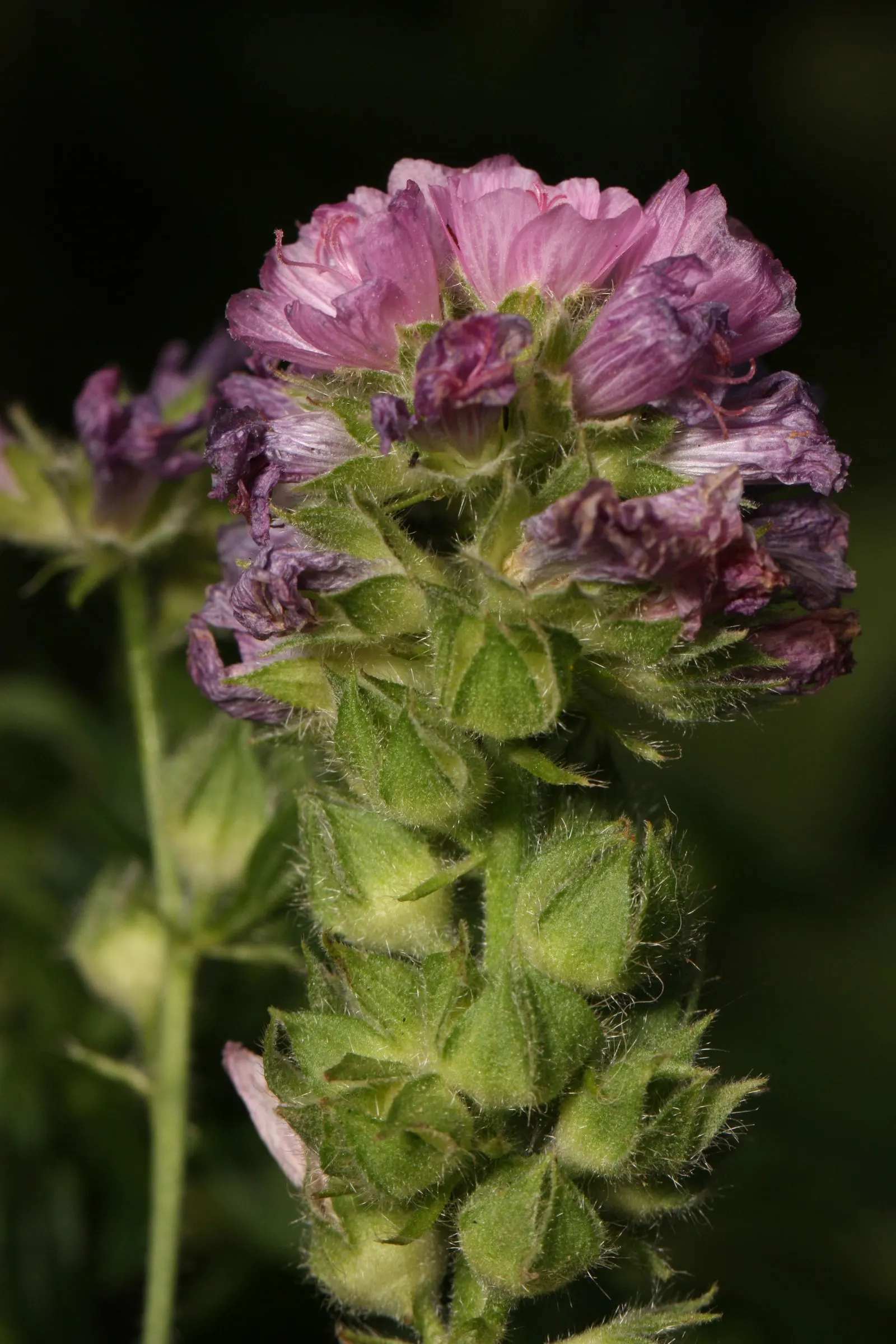 Checkermallow (Sidalcea Campestris) — They are relatively drought-tolerant once established; typically grows to a modest height of 2 to 4 feet with, image 71
