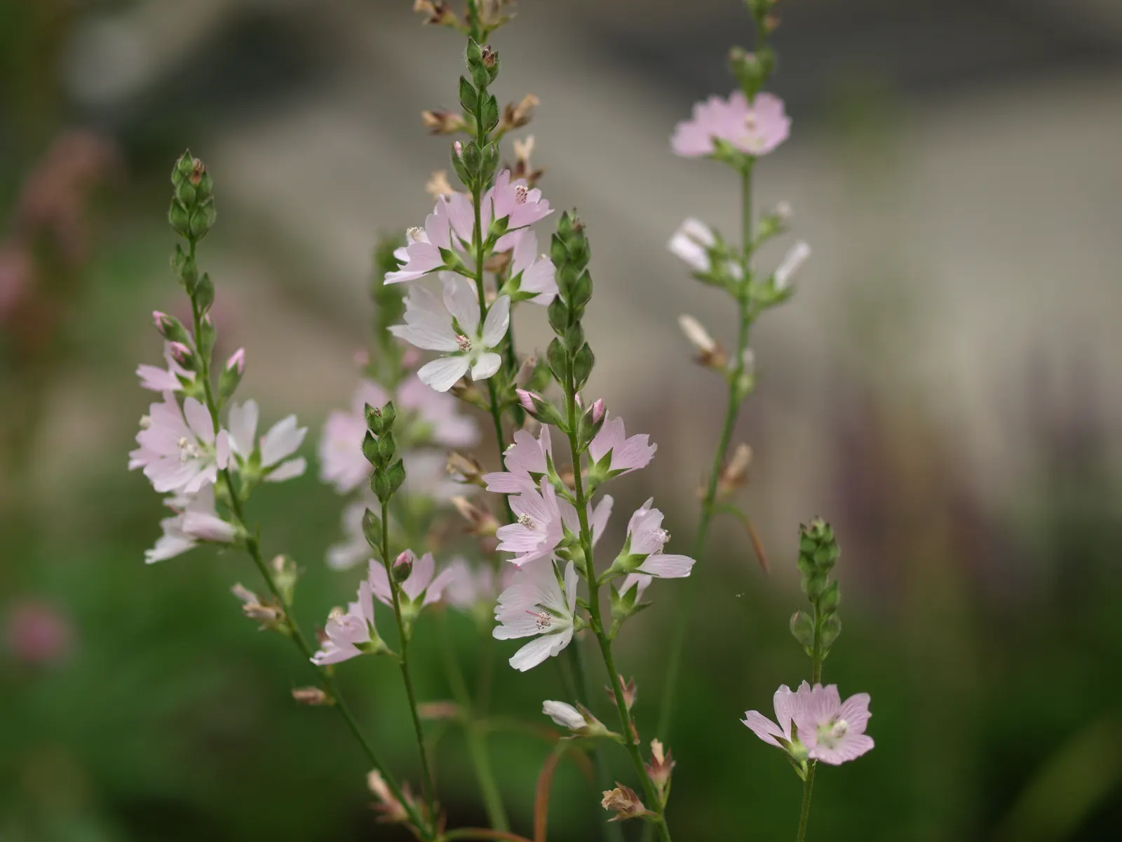 Checkermallow (Sidalcea Campestris) — is a charming perennial that brings a touch of whimsy to any landscape design, image 113