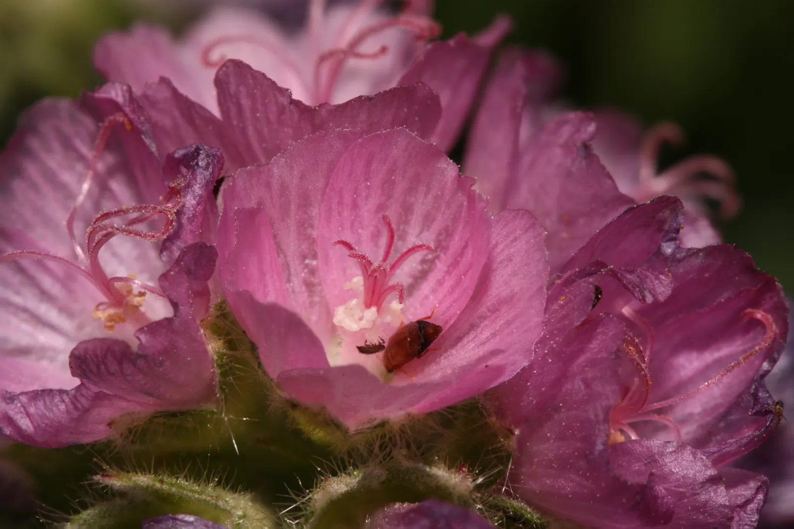 Checkermallow (Sidalcea Campestris) — perennial with pink and white blooms; they are relatively drought-tolerant once established, image 80