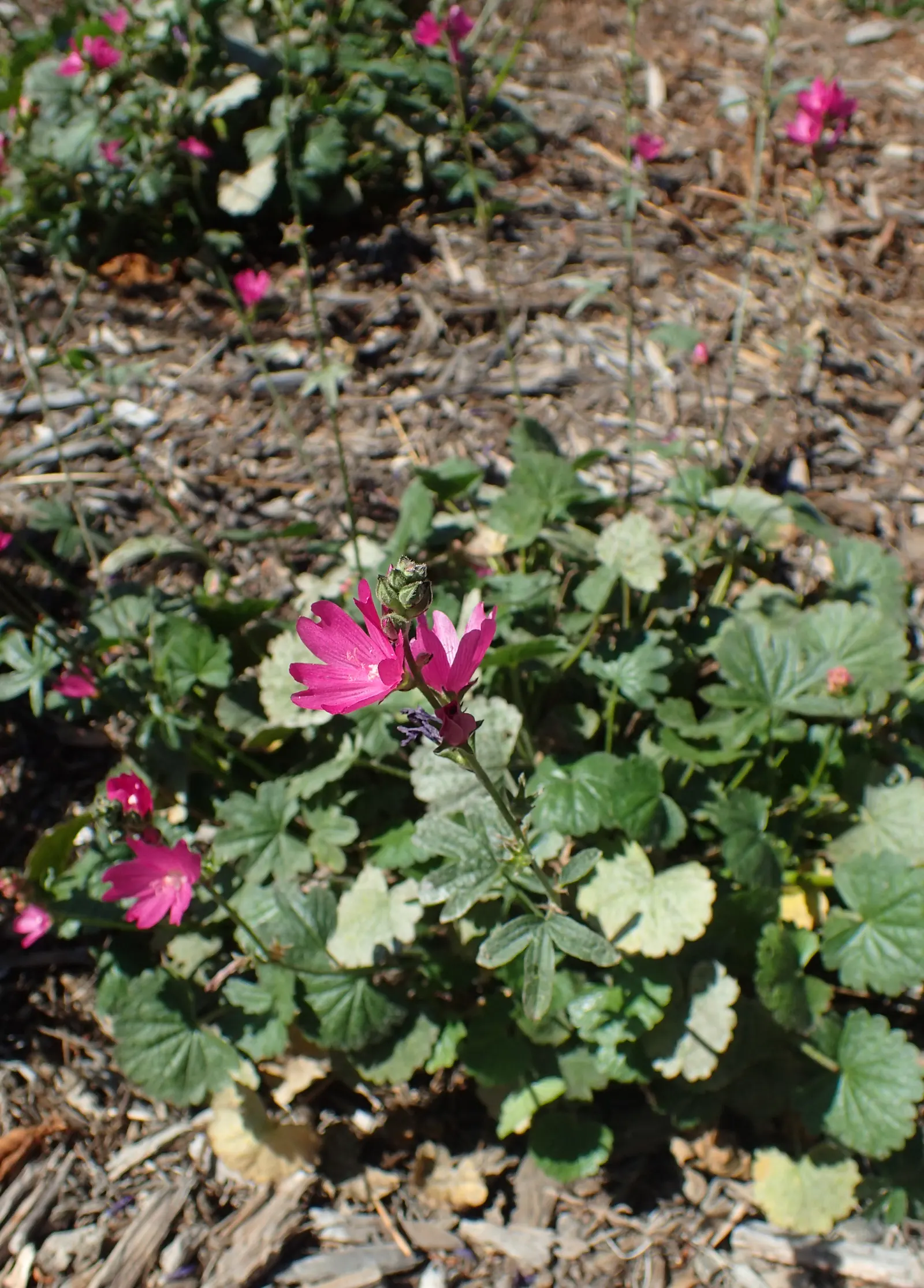 Checkermallow (Sidalcea Campestris) — This display not only adds a burst of color to your garden but also attracts a variety of pollinators