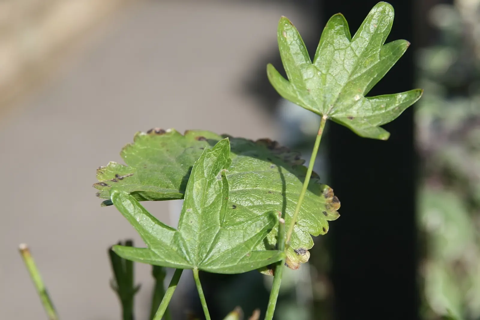 Checkermallow (Sidalcea Campestris) — which measure about 1 to 1.5 inches in diameter