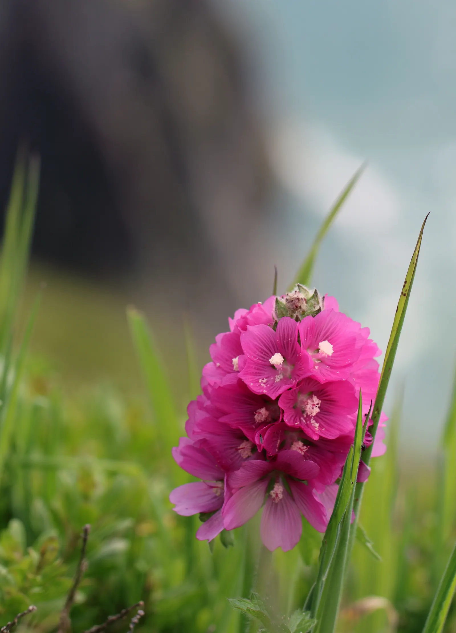Checkermallow (Sidalcea Campestris) — Preferring full sun to part shade, it thrives in well-drained soil; pink and white flowers in the garden