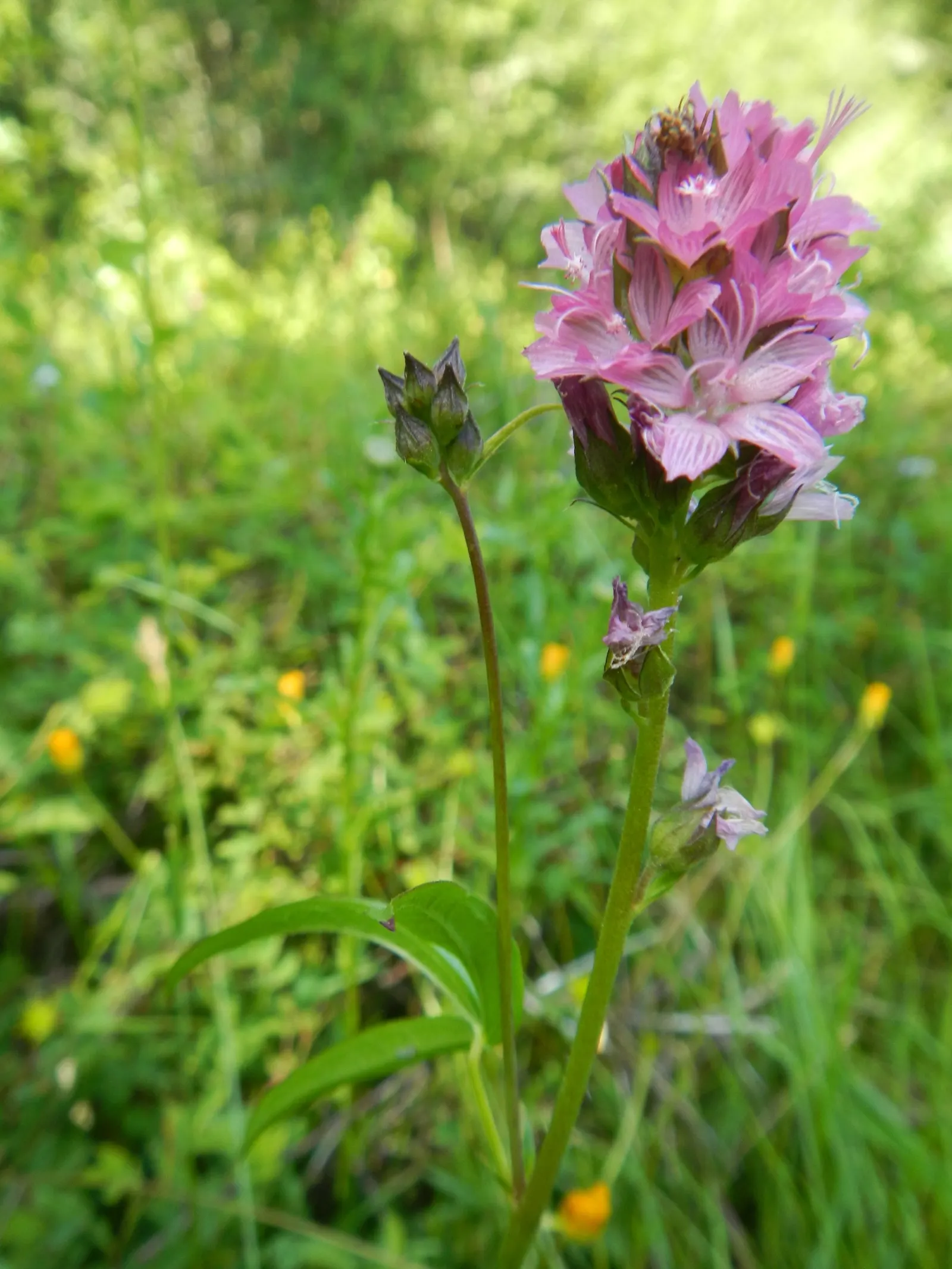Checkermallow (Sidalcea Campestris) — showcase a palette ranging from pale pink to rich magenta; perennial for full or half, image 93