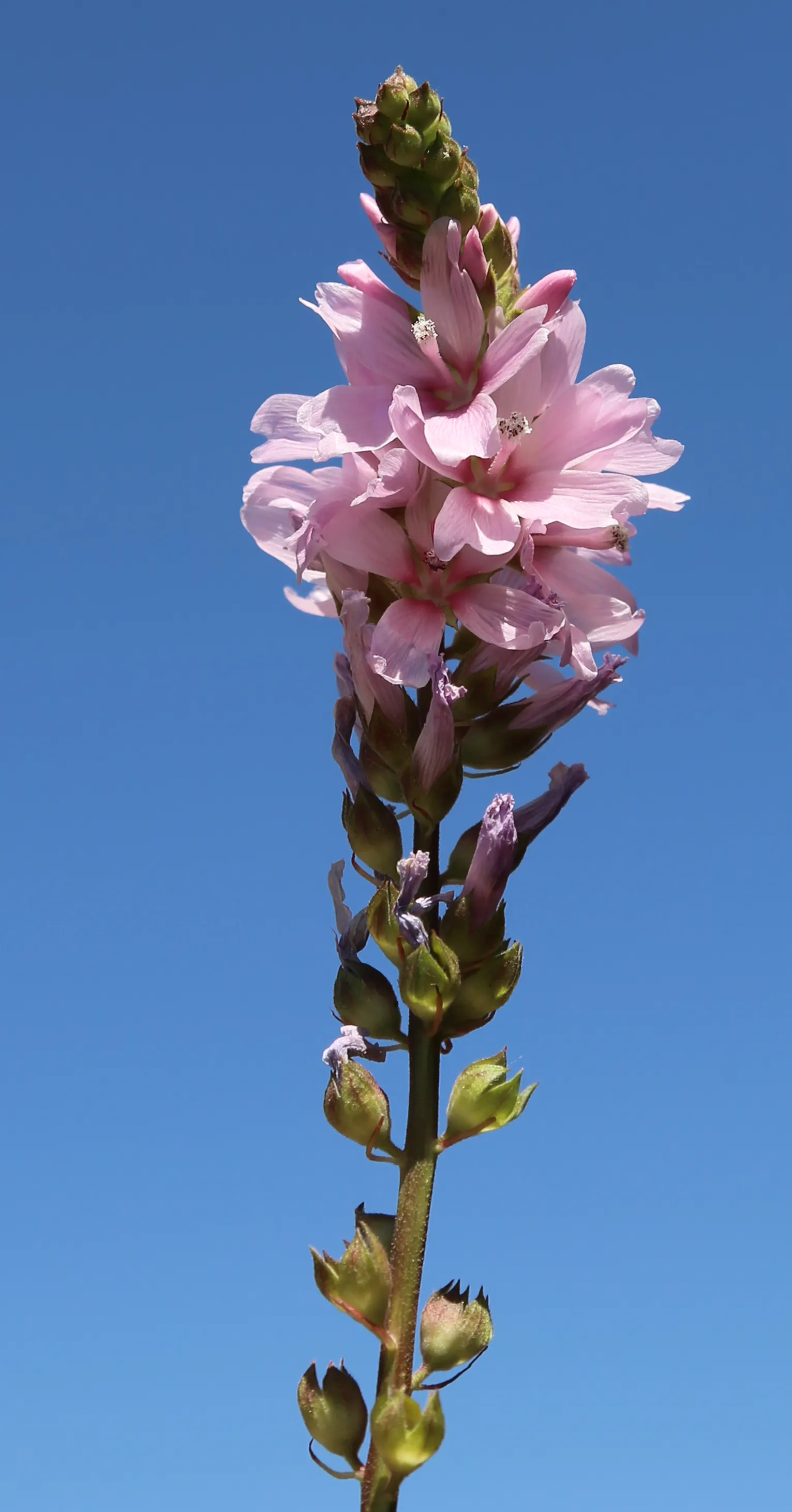 Checkermallow (Sidalcea Campestris) — This North American native; showcase a palette ranging from pale pink to rich magenta, image 87