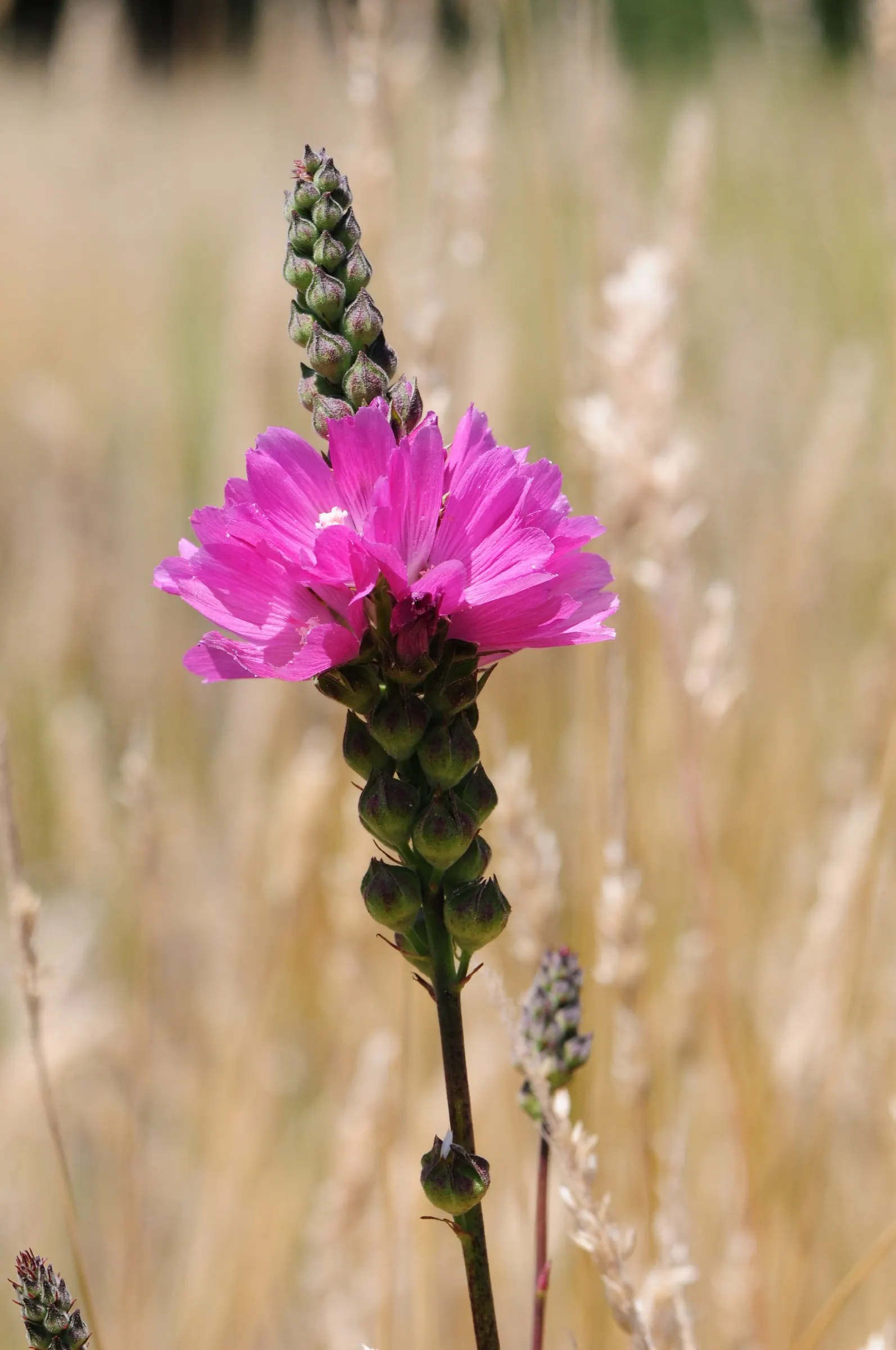 Checkermallow (Sidalcea Campestris) — including butterflies and bees.<br><br>For best growth; to encourage a more prolific second bloom, image 69