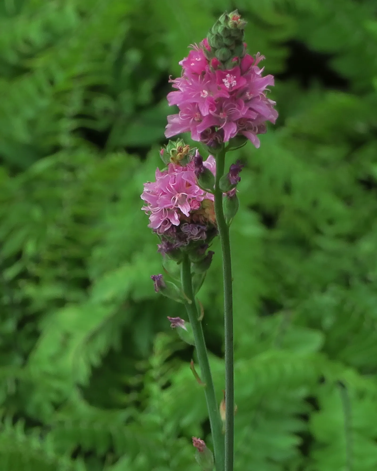 Checkermallow (Sidalcea Campestris) — It has a clumping habit, reaching 2-4 feet tall and spreading up to 1.5 feet wide; making them a wise choice, image 84