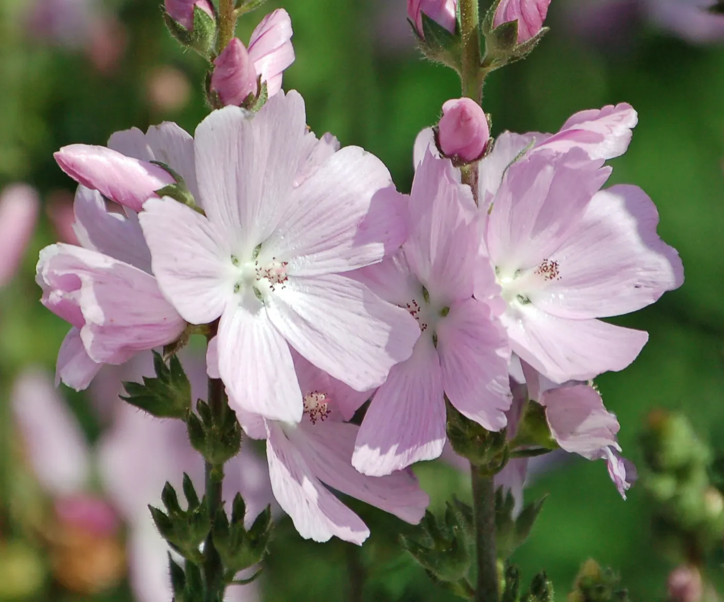 Checkermallow (Sidalcea Campestris) — set against a backdrop of deep green foliage; hailing from the mallow family
