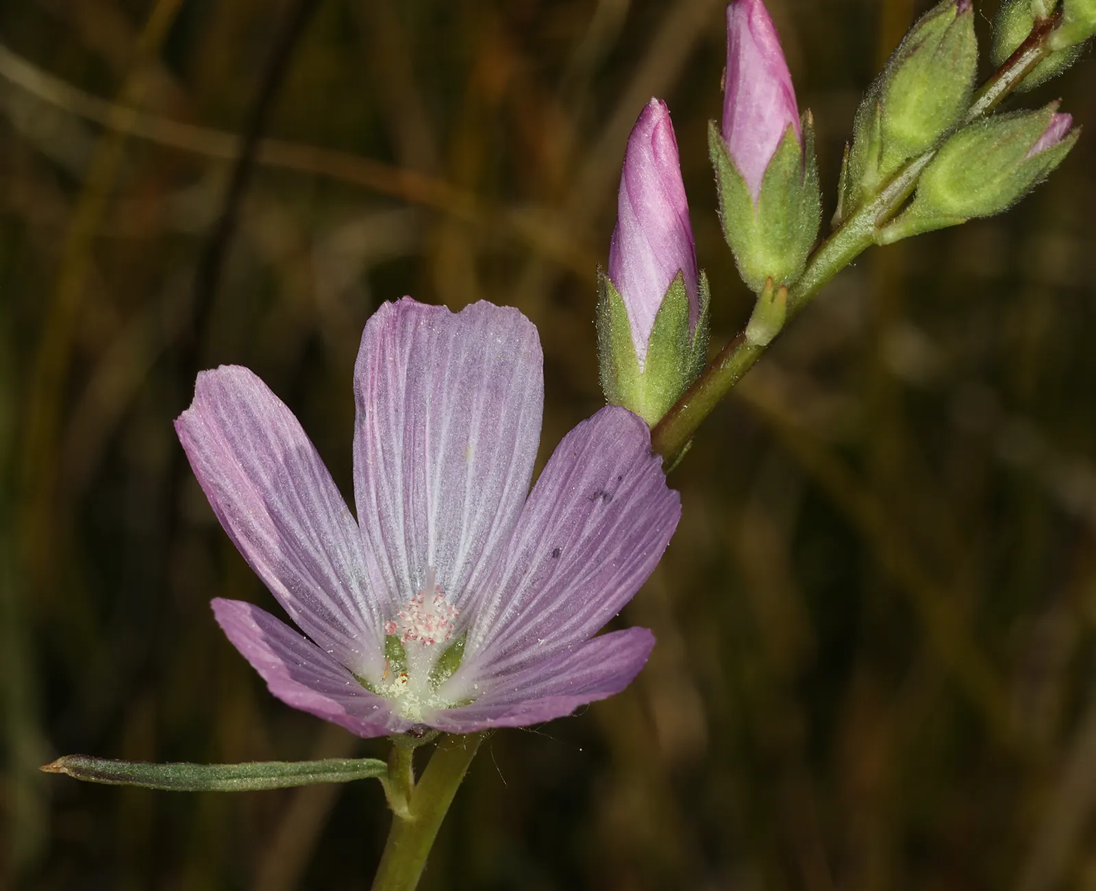 Checkermallow (Sidalcea Campestris) — withstanding winter temperatures down to -20&deg;F; is a herbaceous perennial boasting showy pink to lavender, image 101