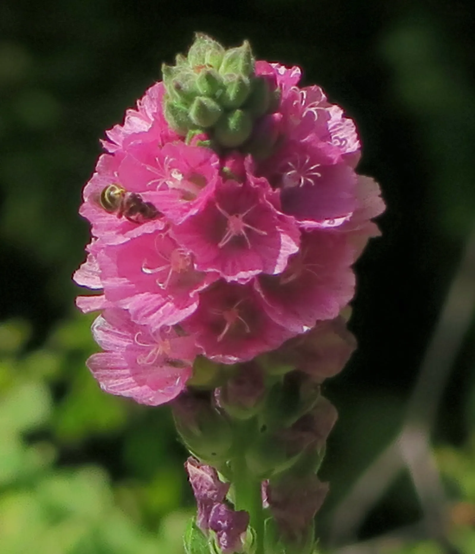 Checkermallow (Sidalcea Campestris) — offering seasonal beauty and vibrancy to the garden year after year