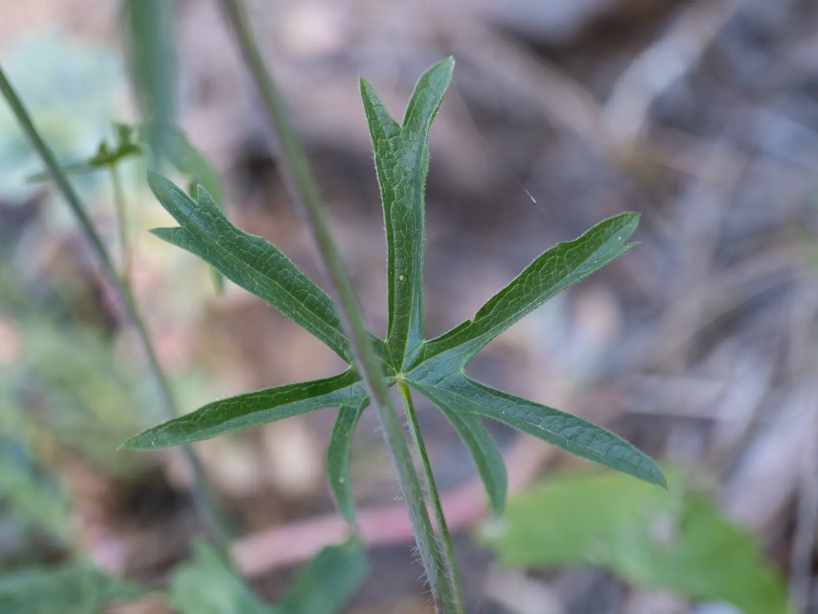 Checkermallow (Sidalcea Campestris) — making them a wise choice for clients interested in low-maintenance and water-wise gardens