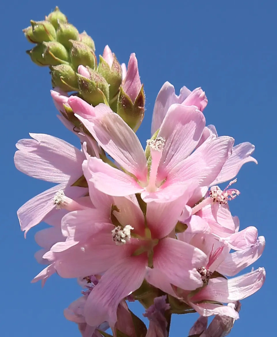 Checkermallow (Sidalcea Campestris) — It has a clumping habit, reaching 2-4 feet tall and spreading up to 1.5 feet wide; making them a wise choice, image 57