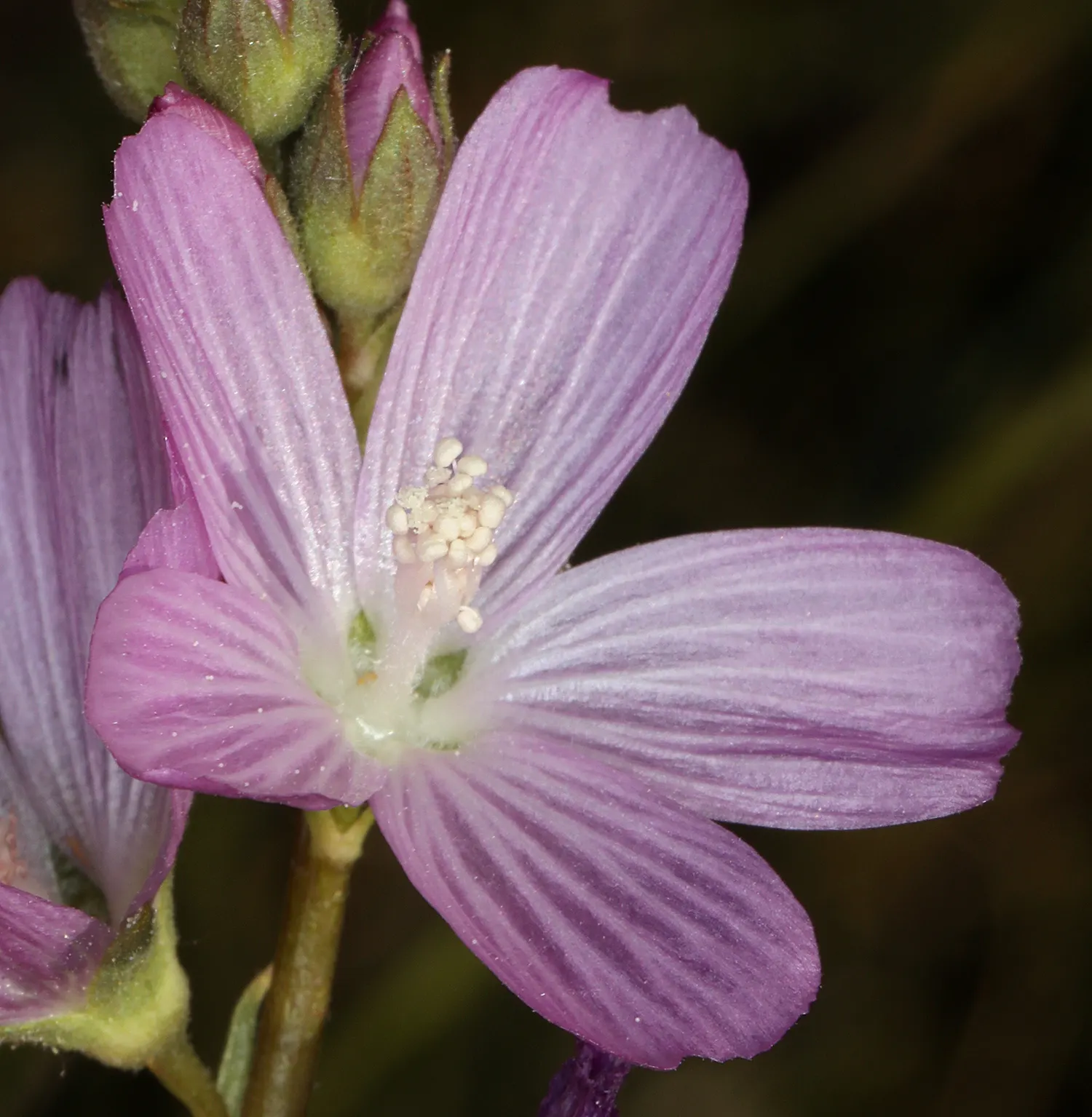 Checkermallow (Sidalcea Campestris) — commonly known as meadow checkermallow; preferring full sun to part shade, it thrives in well-drained soil, image 82