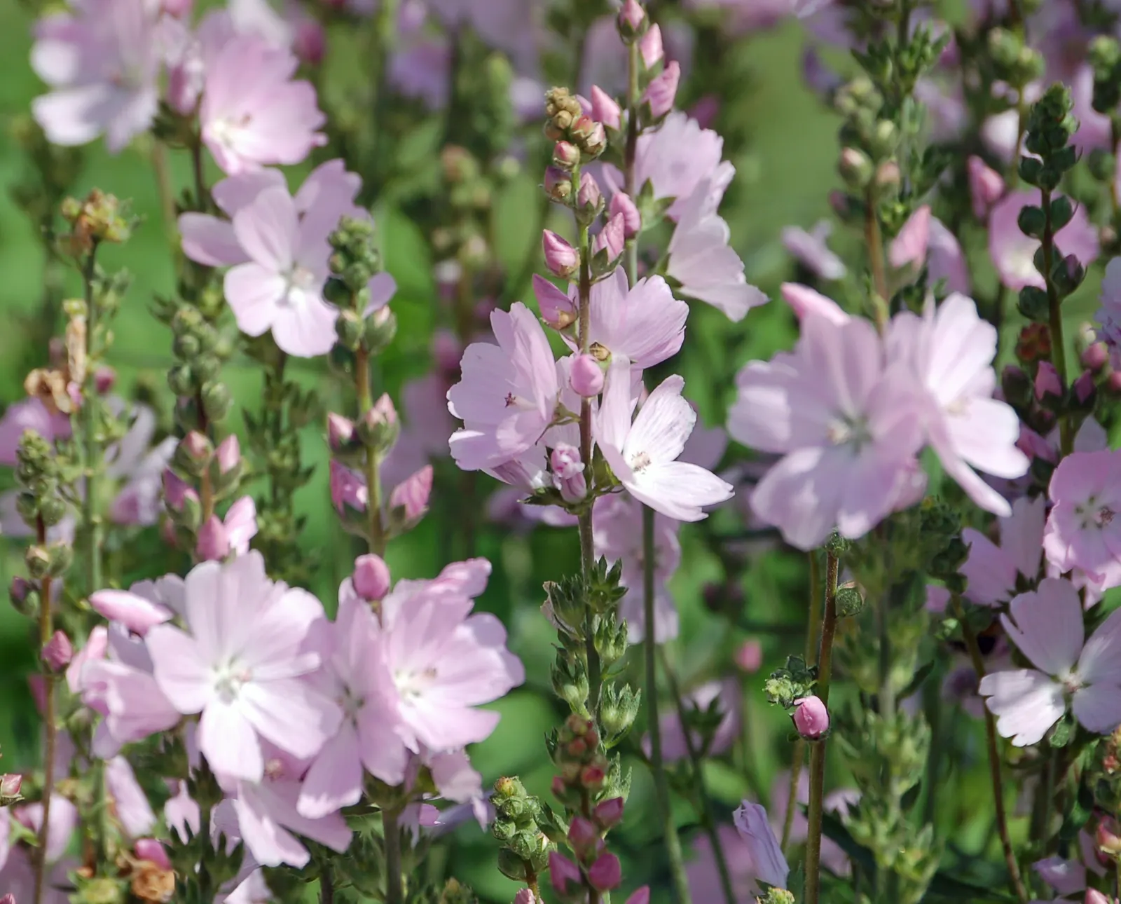 Checkermallow (Sidalcea Campestris) — Preferring full sun to part shade, it thrives in well-drained soil