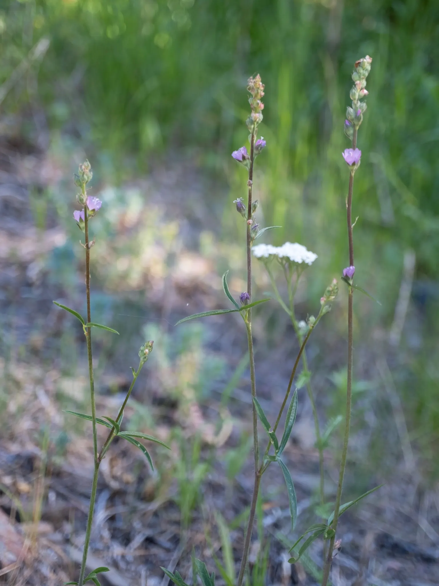 Checkermallow (Sidalcea Campestris) — including butterflies and bees.<br><br>For best growth