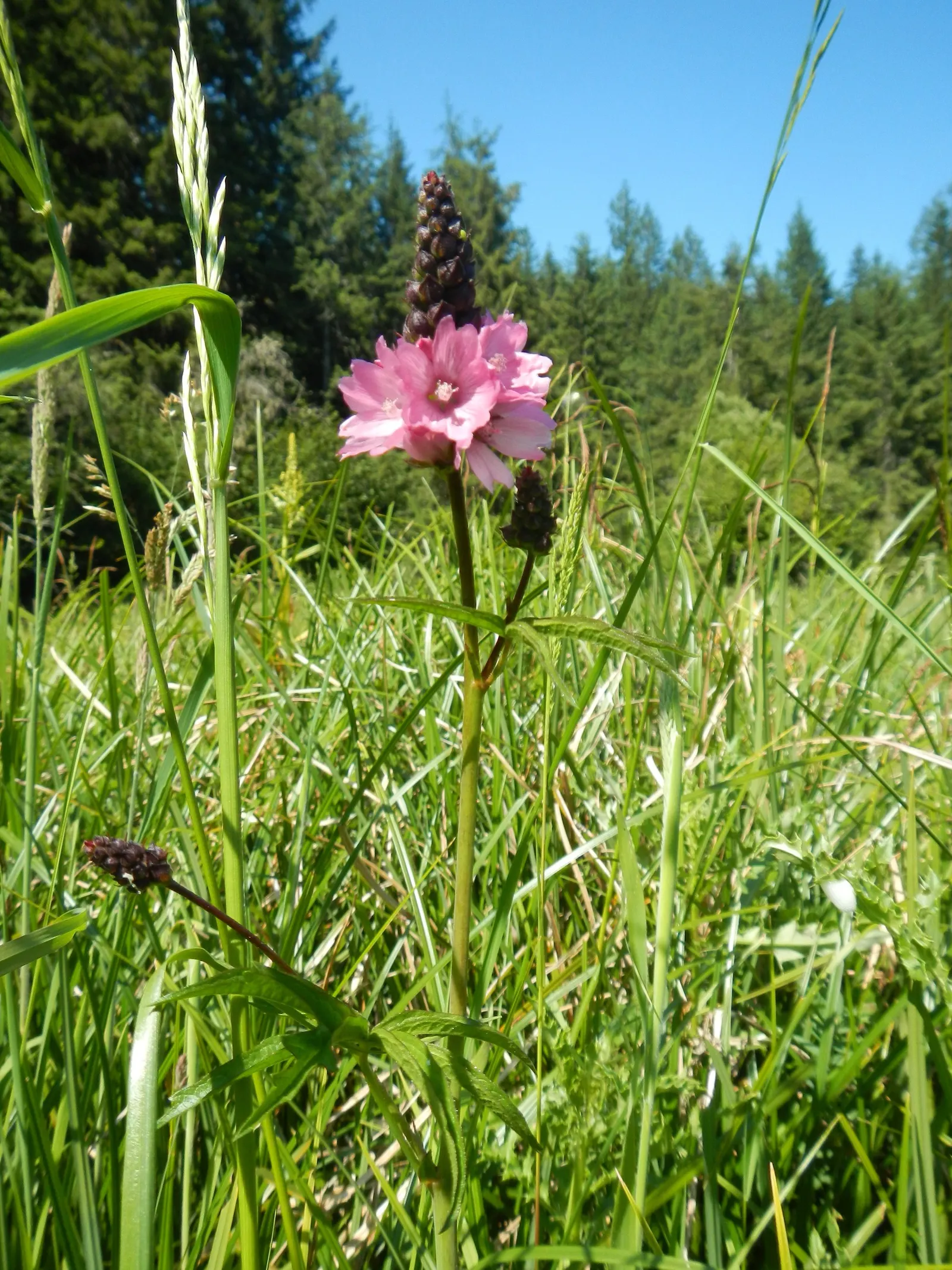 Checkermallow (Sidalcea Campestris) — consider mass-planting Checkermailows or using them as a border along walkways; with its delightful blooms, image 100