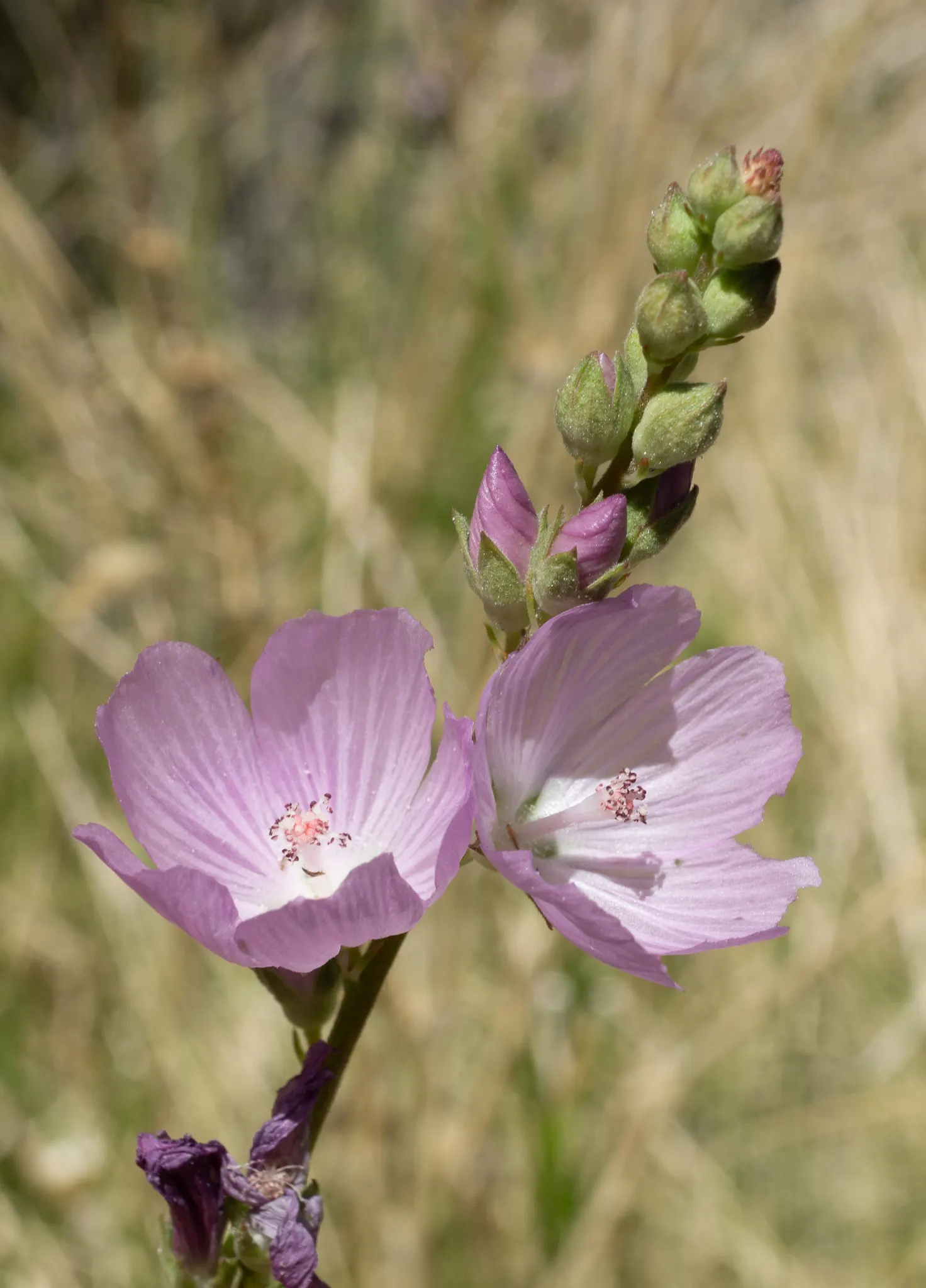 Checkermallow (Sidalcea Campestris) — commonly known as meadow checkermallow; preferring full sun to part shade, it thrives in well-drained soil, image 109