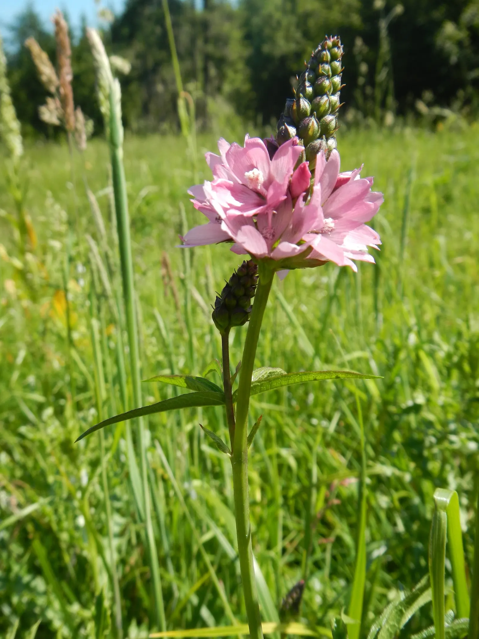Checkermallow (Sidalcea Campestris) — is a herbaceous perennial boasting showy pink to lavender hibiscus-like flowers in summer; which measure, image 56