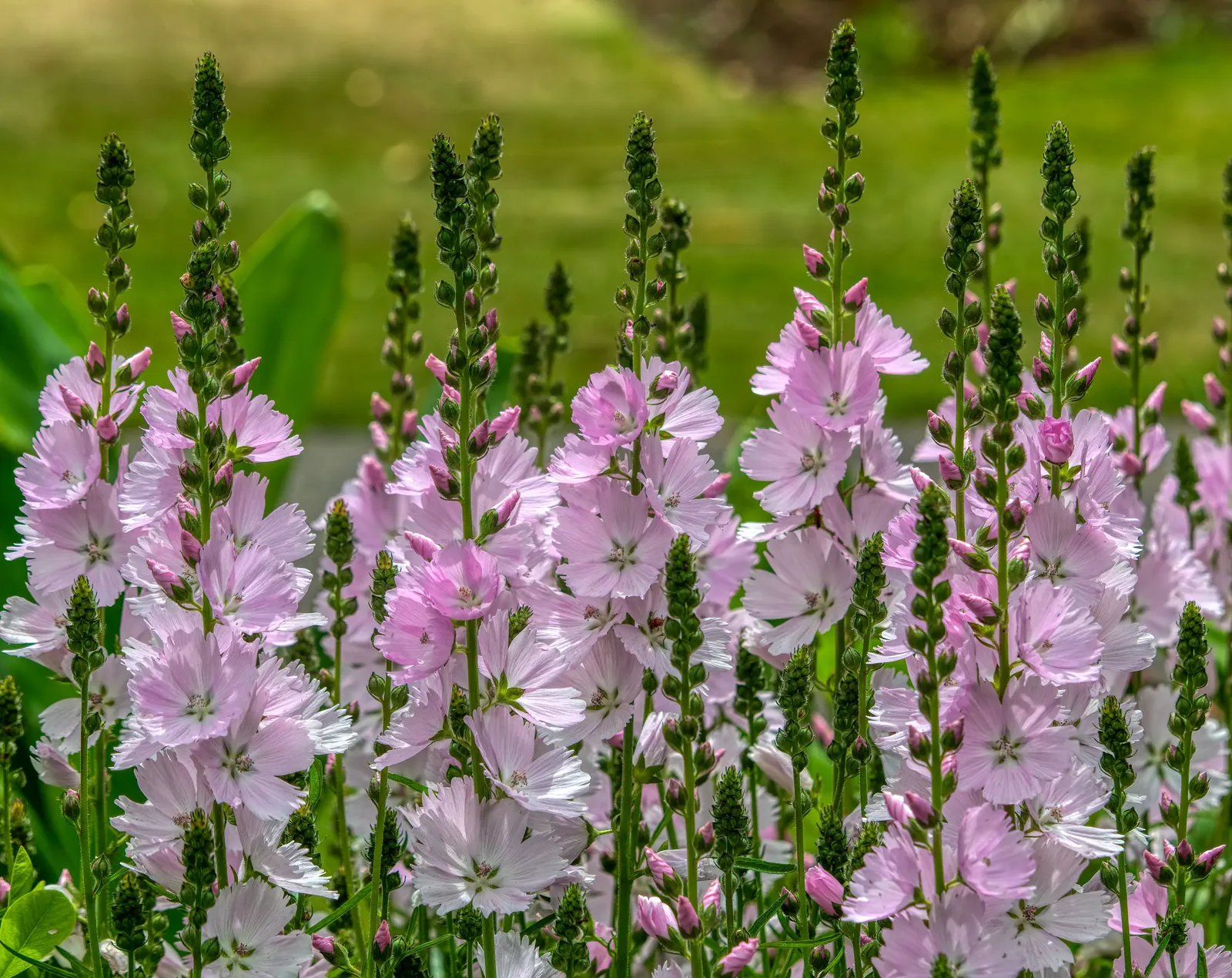 Checkermallow (Sidalcea Campestris) — making them a wise choice for clients interested in low-maintenance and water-wise gardens; including, image 72