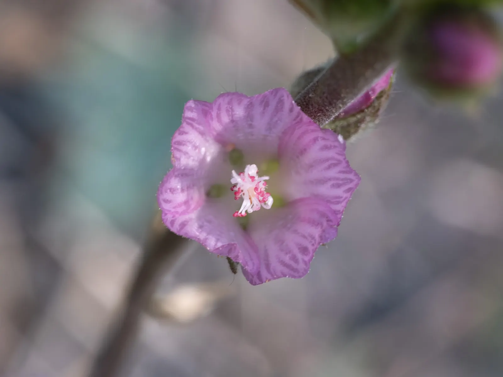 Checkermallow (Sidalcea Campestris) — It has a clumping habit, reaching 2-4 feet tall and spreading up to 1.5 feet wide; making them a wise choice for clients