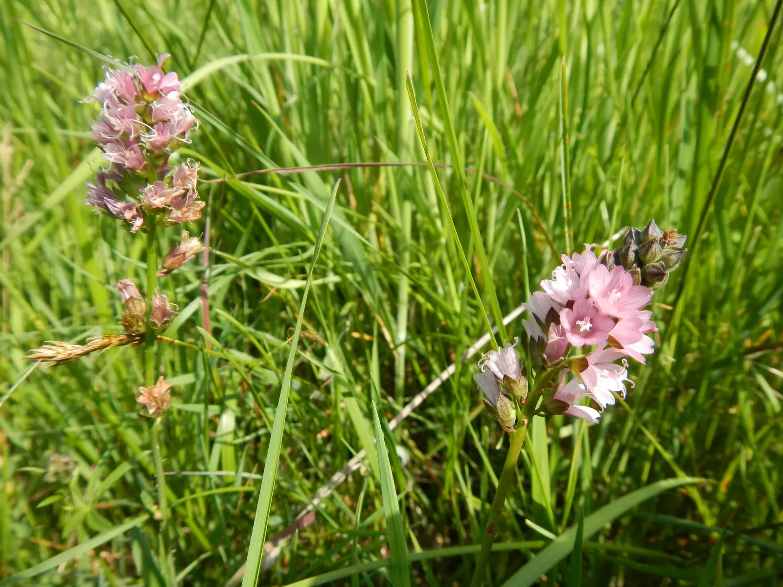 Checkermallow (Sidalcea Campestris) — perennial for full or half; offering seasonal beauty and vibrancy to the garden year after year, image 108