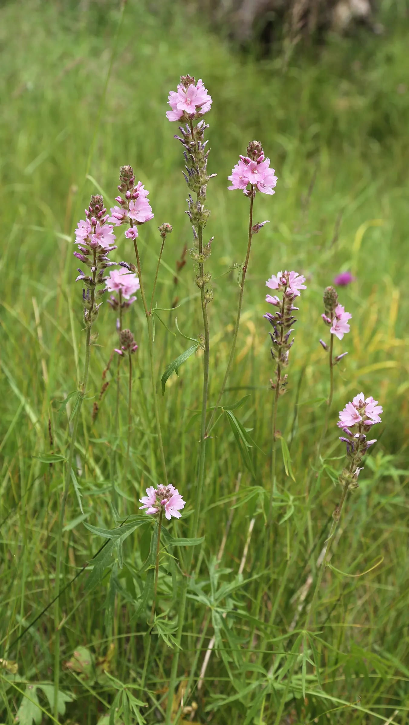 Checkermallow (Sidalcea Campestris) — offering seasonal beauty and vibrancy to the garden year after year; it has a clumping habit, reaching 2-4 feet tall and