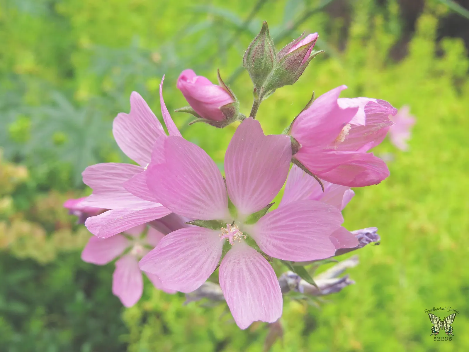Checkermallow (Sidalcea Campestris) — Its upright form is graced by lobed leaves at the base; this North American native, image 90