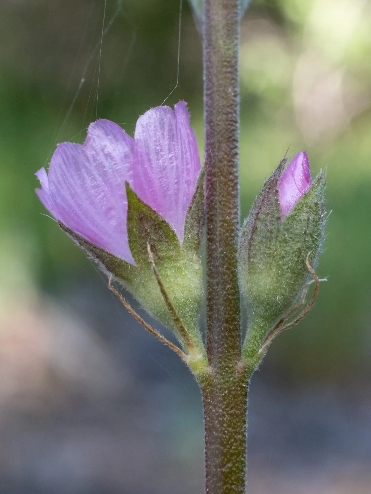Checkermallow (Sidalcea Campestris) — Preferring full sun to part shade, it thrives in well-drained soil; pink and white flowers in the garden, image 112