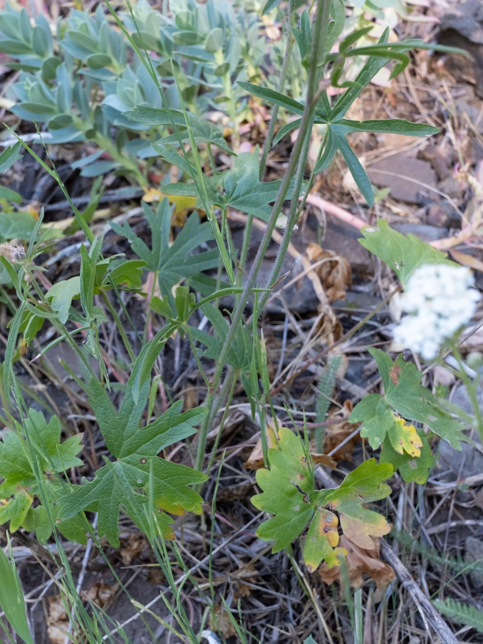 Checkermallow (Sidalcea Campestris) — This North American native
