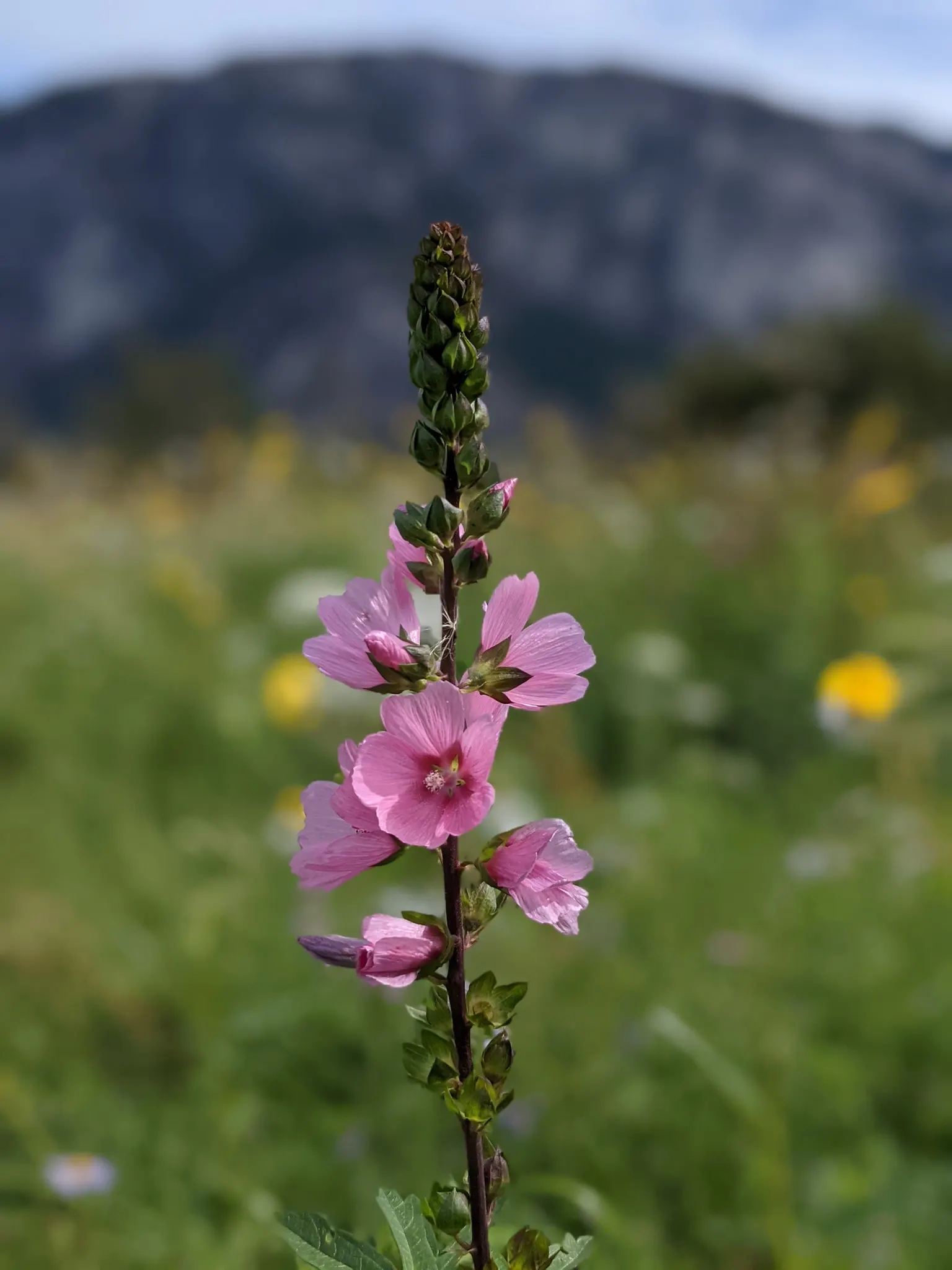 Checkermallow (Sidalcea Campestris) — This display not only adds a burst of color to your garden but also attracts a variety of pollinators, image 68
