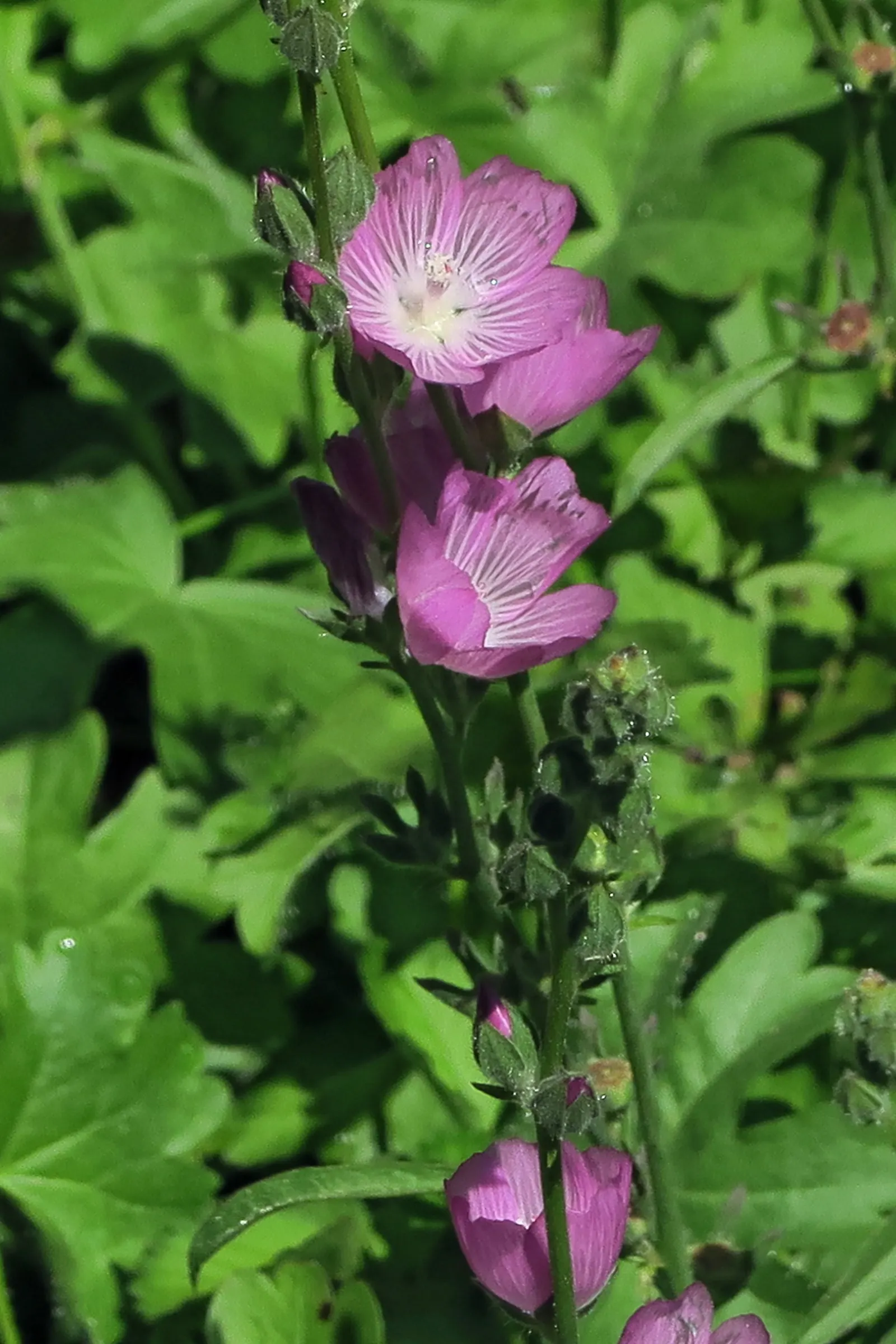 Checkermallow (Sidalcea Campestris) — They are relatively drought-tolerant once established; typically grows to a modest height of 2 to 4 feet with a spread of