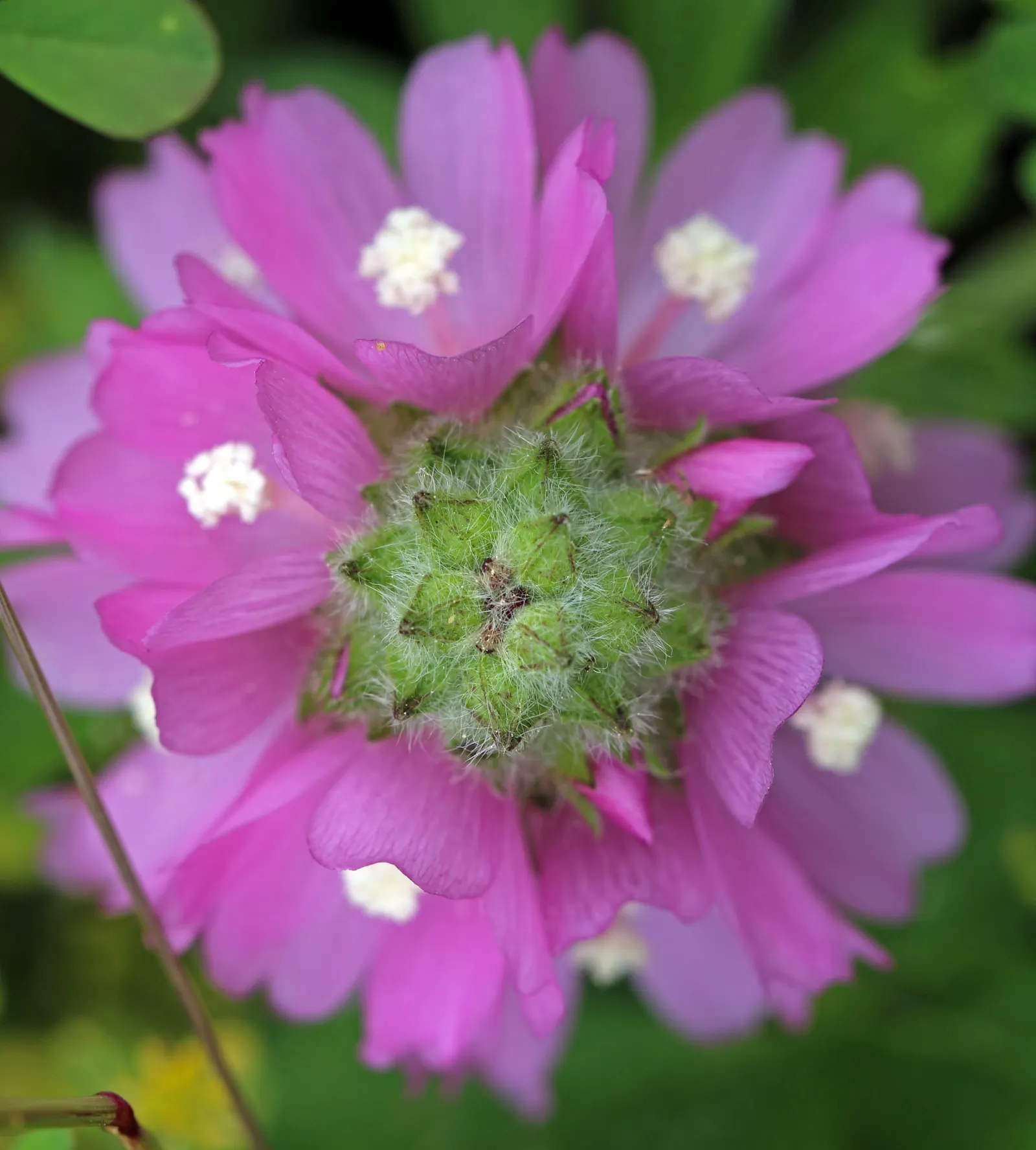 Checkermallow (Sidalcea Campestris) — offering seasonal beauty and vibrancy to the garden year after year; it has a clumping habit, reaching 2-4, image 78